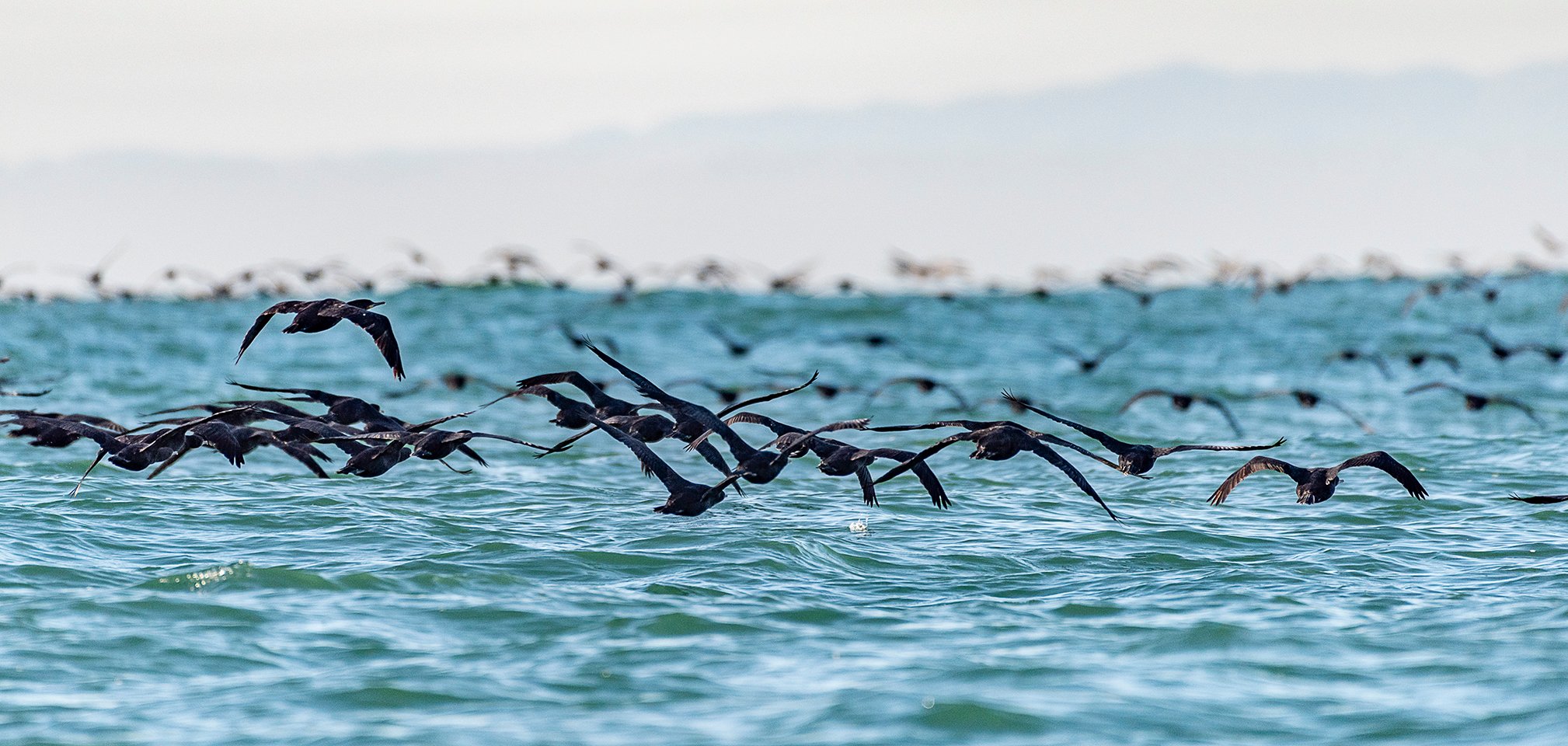 Cape Town Table Bay Marine Wildlife Eco-Cruise