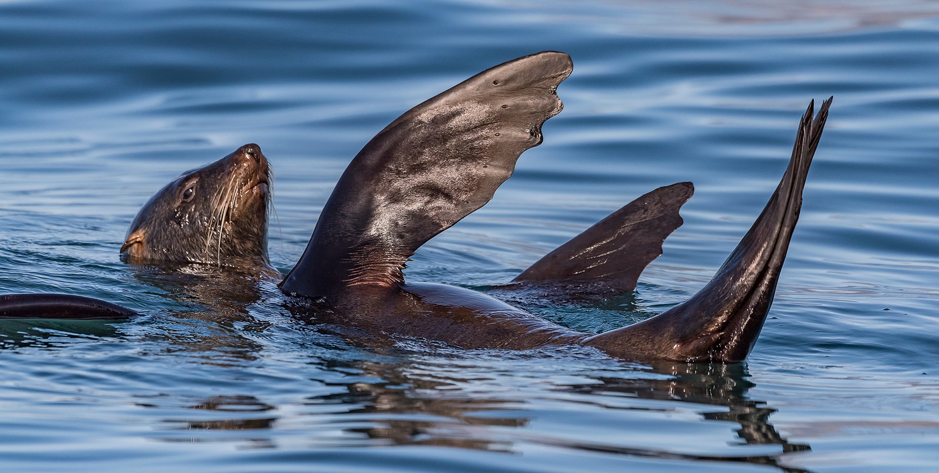 Cape Town Table Bay Marine Wildlife Eco-Cruise
