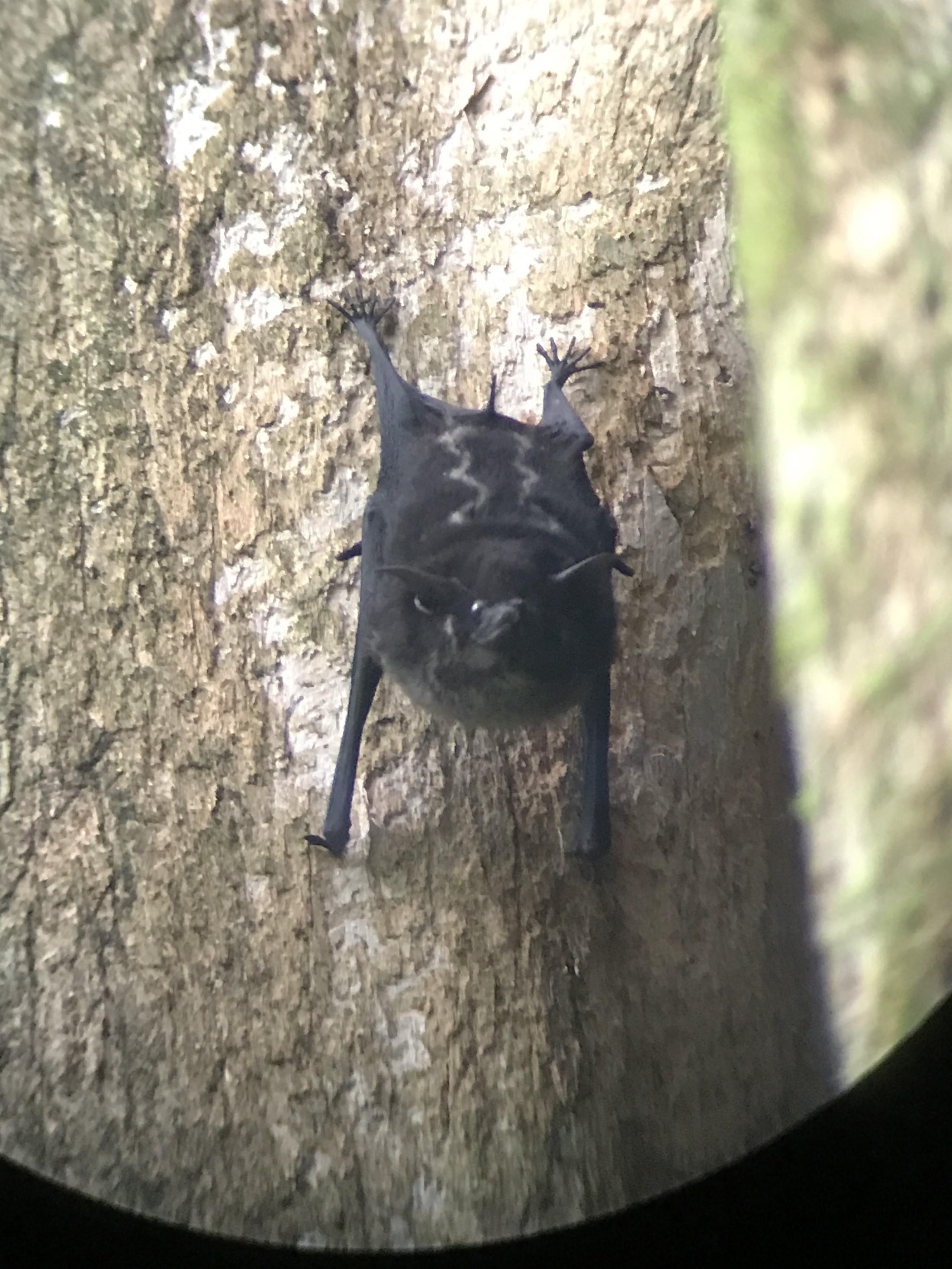 Manuel Antonio National Park: Expert-Guided Wildlife Hike