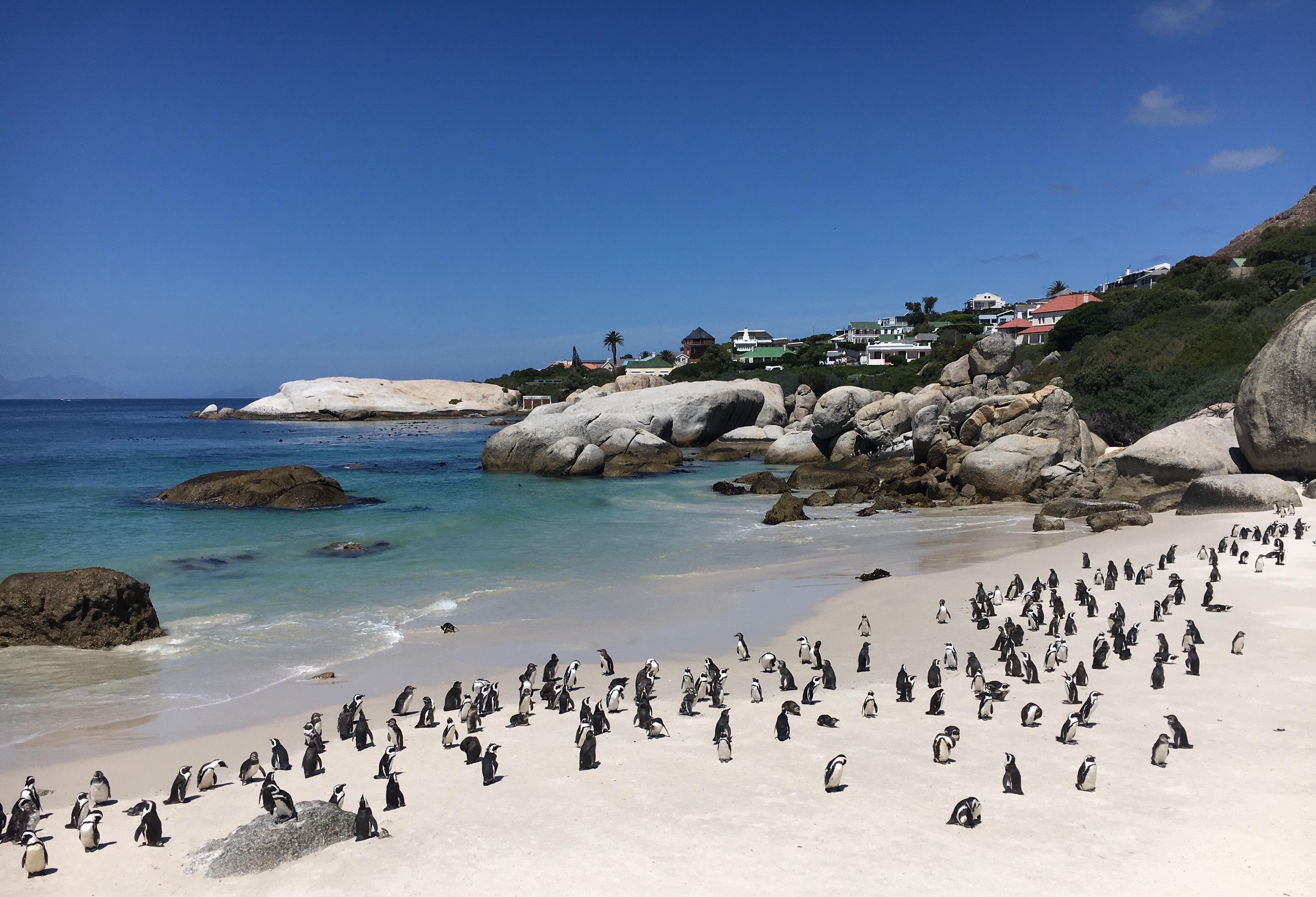 Cape Peninsula Full-Day Private Tour: Cape Point, Penguins & Wine