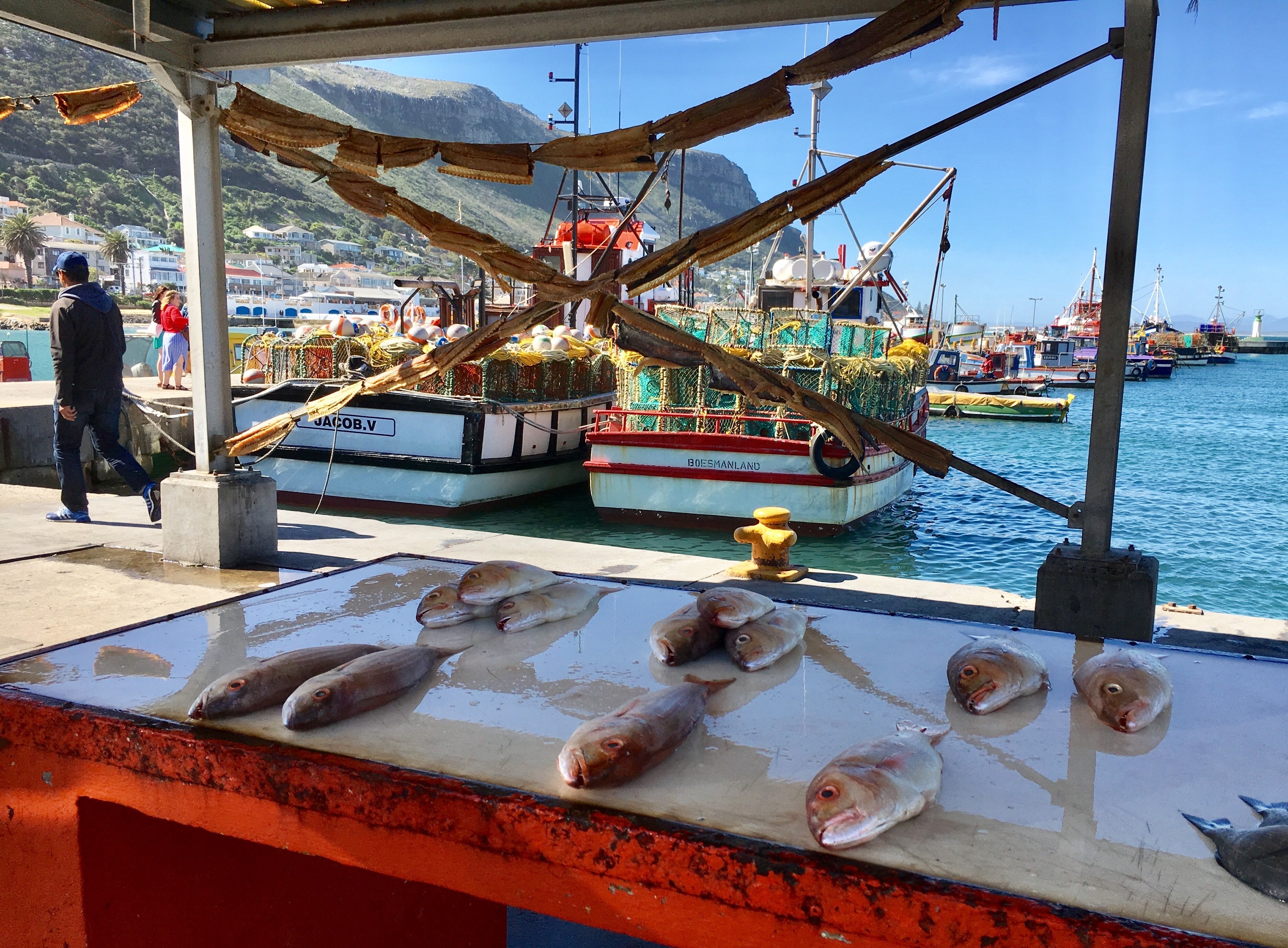 Cape Peninsula Full-Day Private Tour: Cape Point, Penguins & Wine