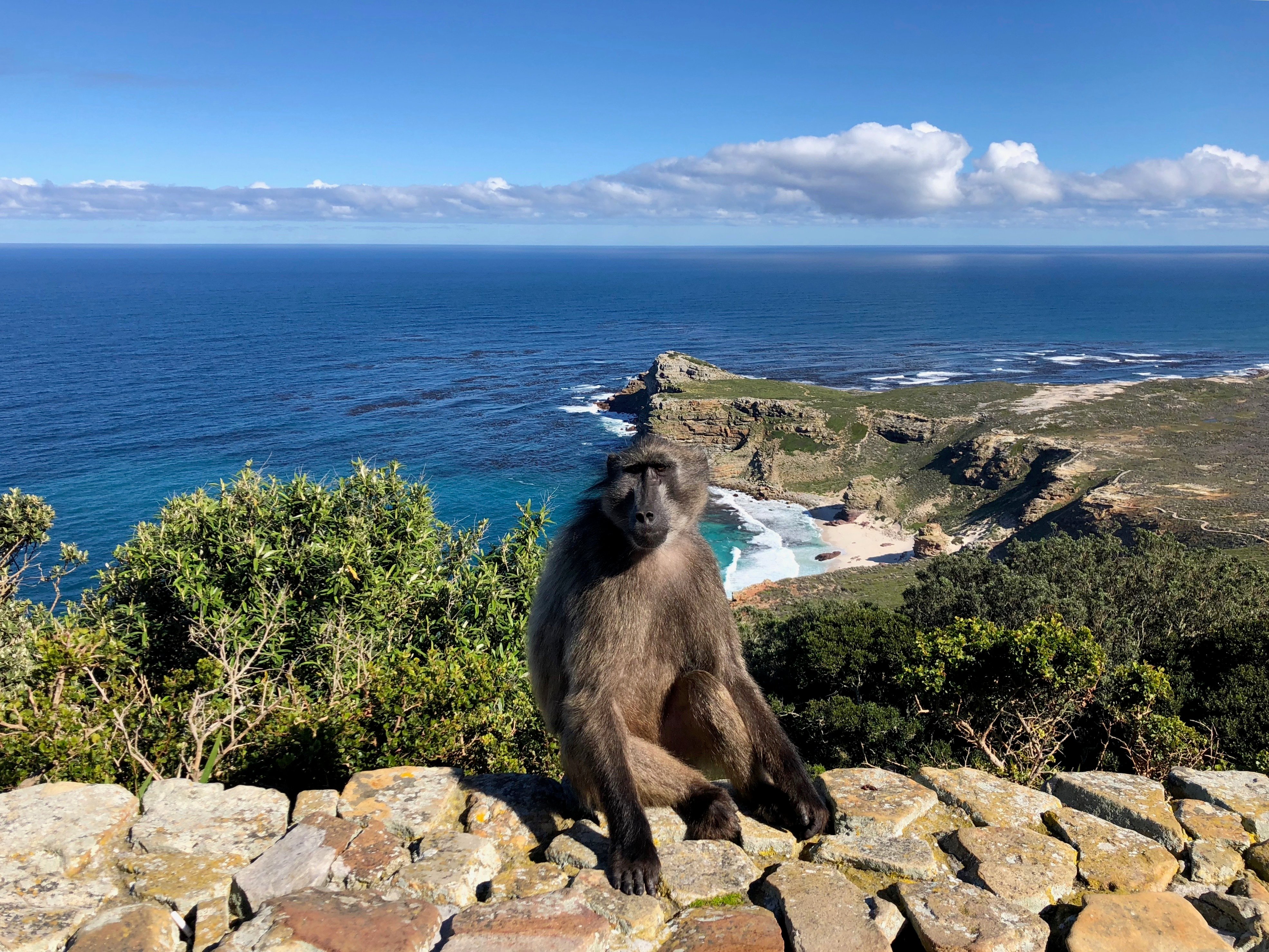 Cape Peninsula Full-Day Private Tour: Cape Point, Penguins & Wine