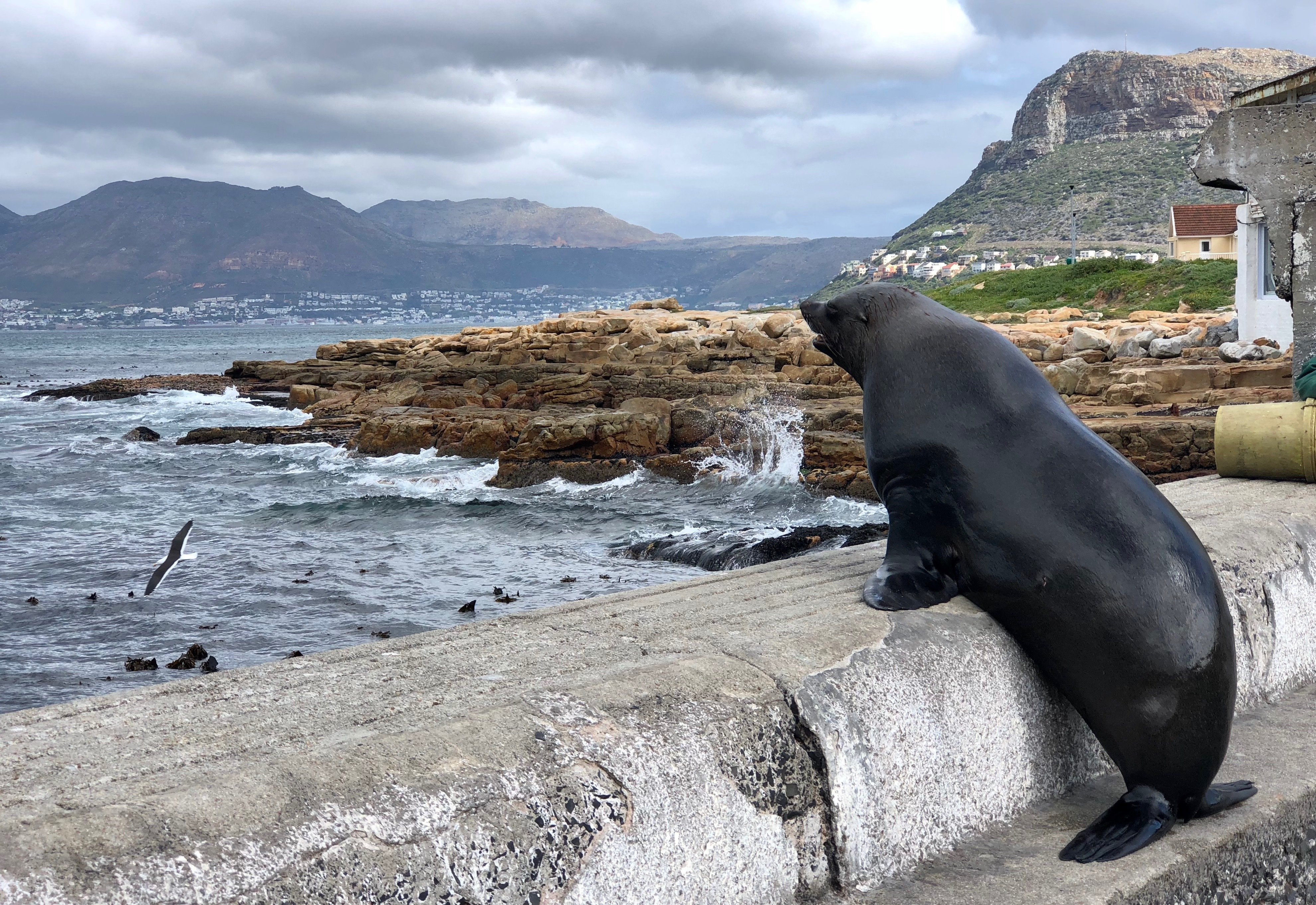 Cape Peninsula Full-Day Private Tour: Cape Point, Penguins & Wine