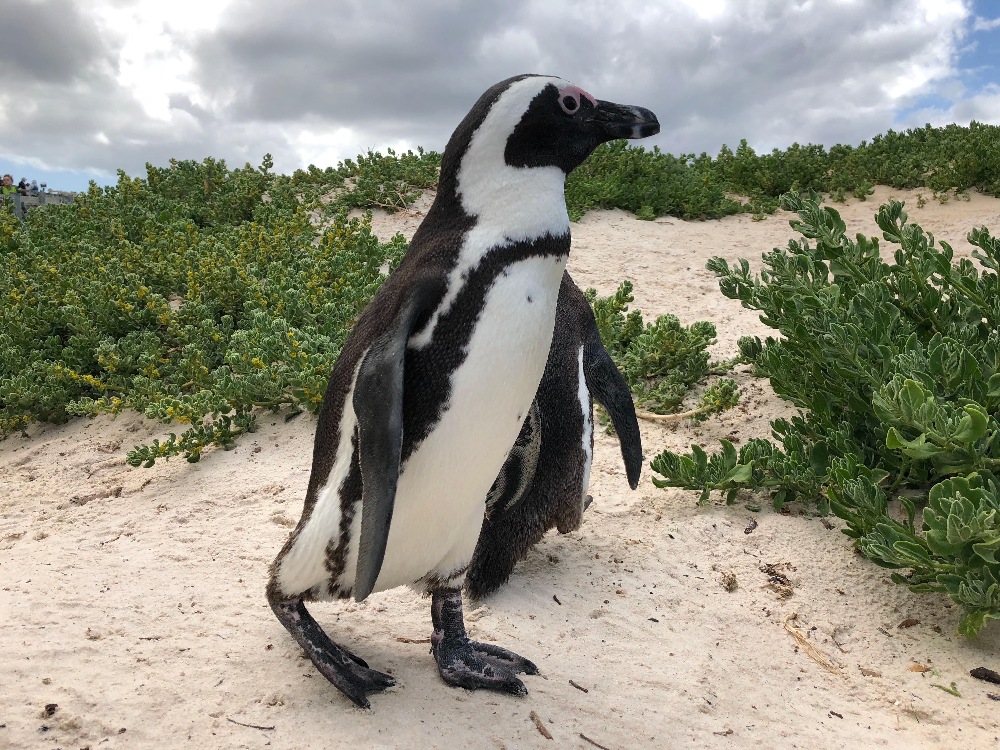 Cape Peninsula Full-Day Private Tour: Cape Point, Penguins & Wine
