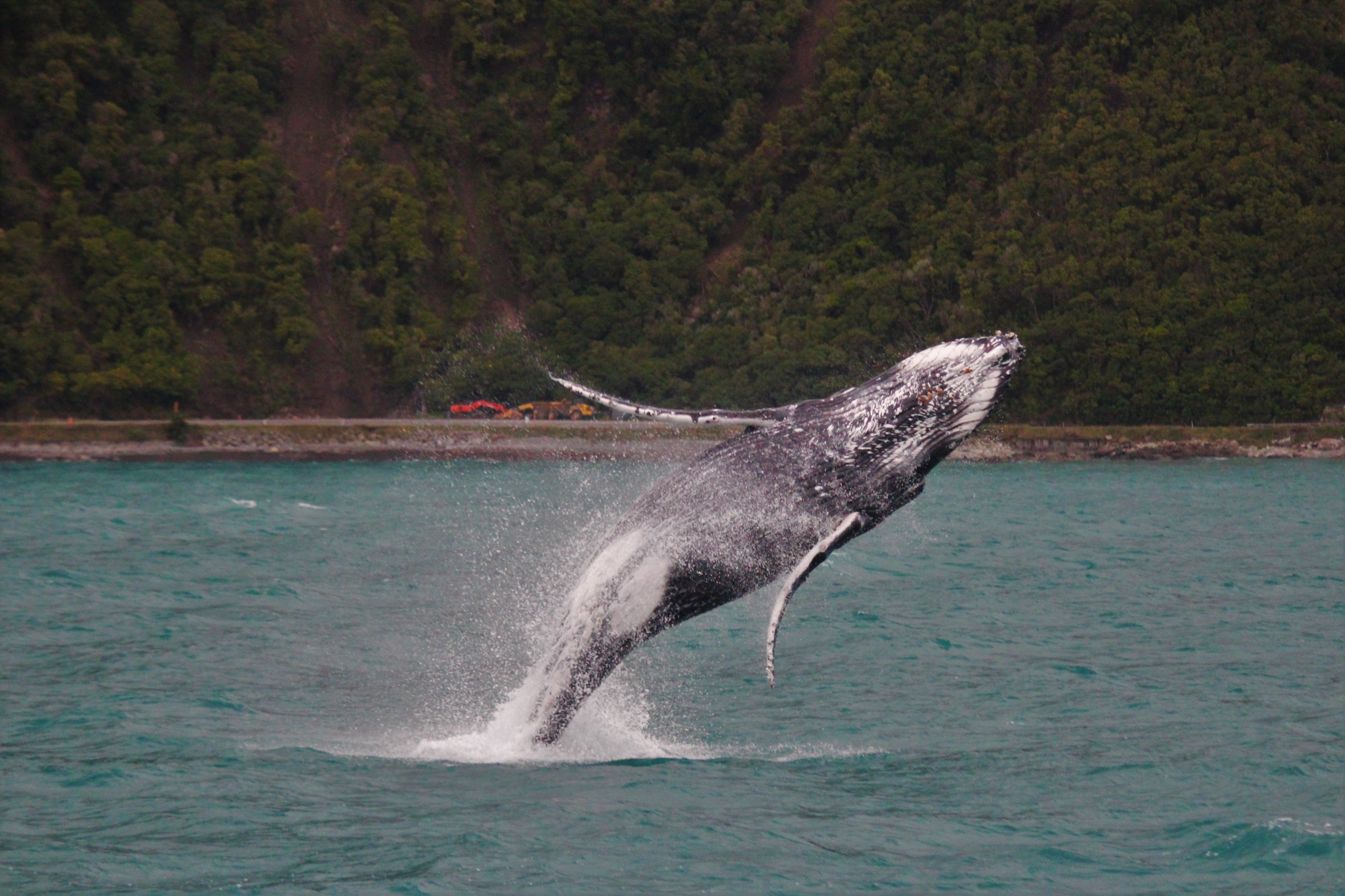 South Island guided tour photo — image 3