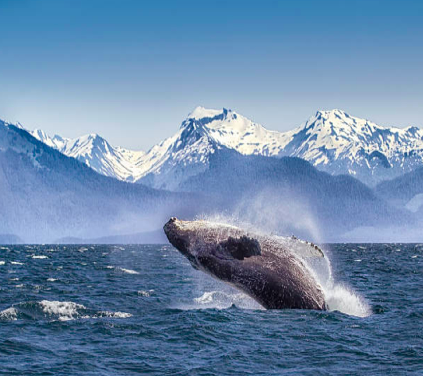 Icy Strait Whale Watching Expedition