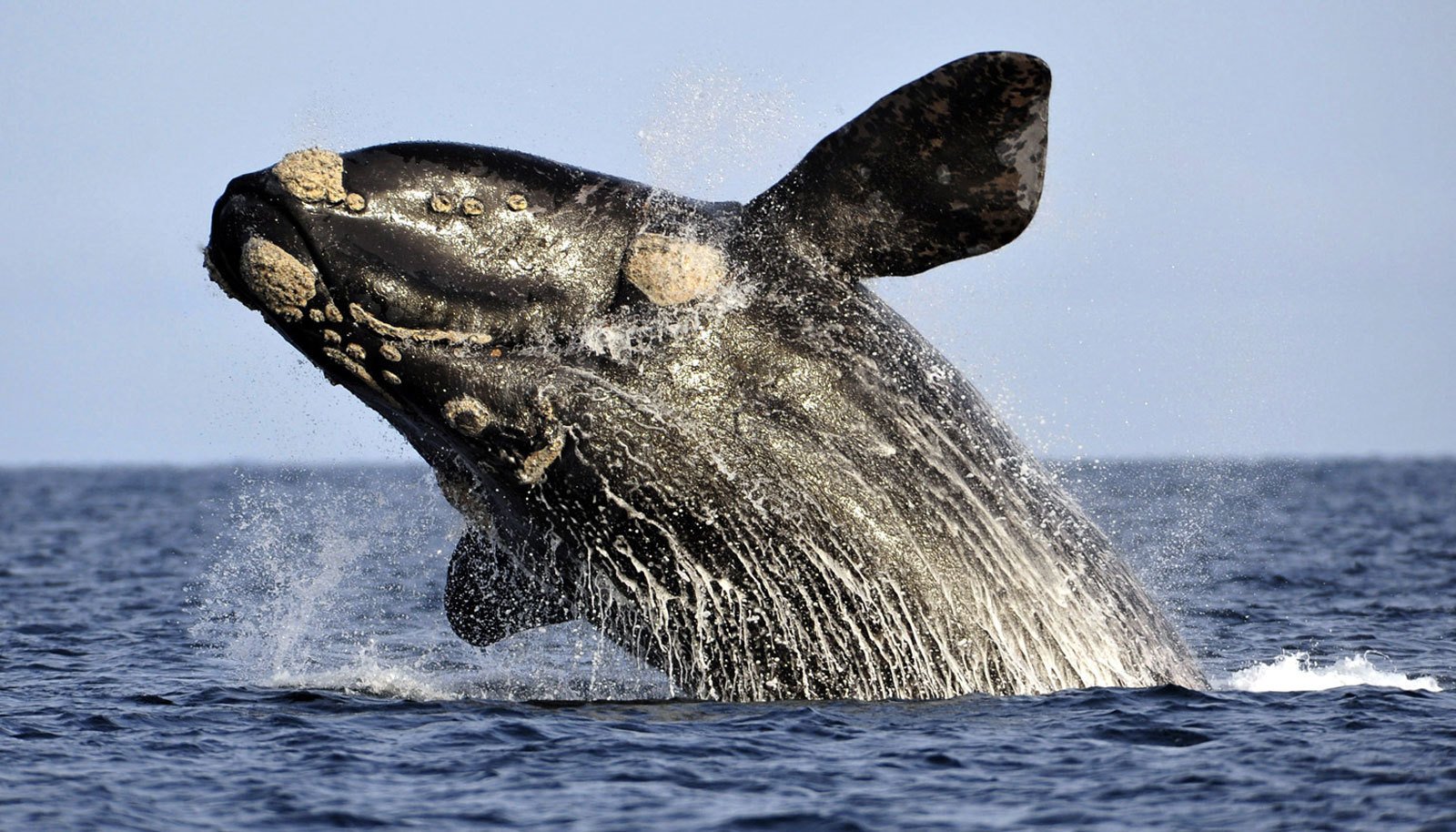Hermanus Whale Watching Voyage from Cape Town
