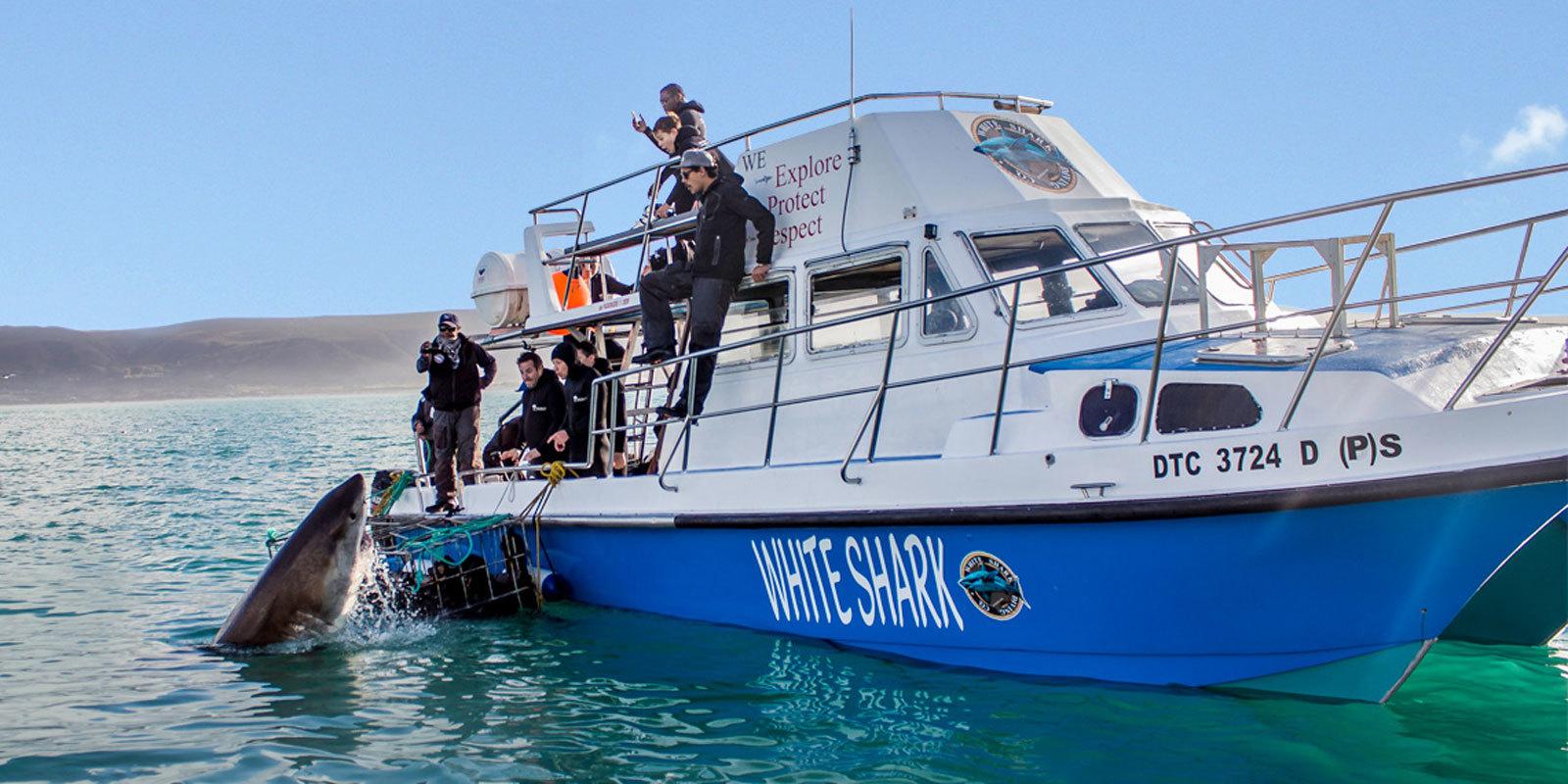 Gansbaai Shark Cage Diving & Whale Watching Combo