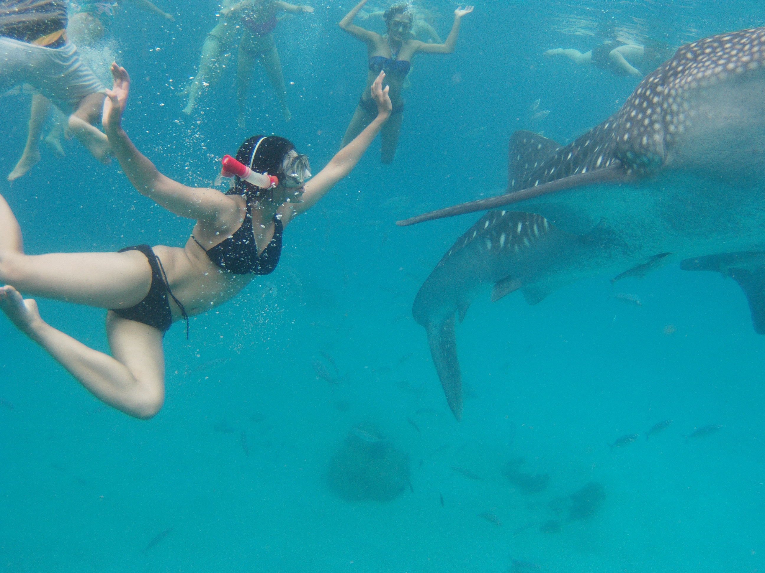 Cebu South Day Trip: Whale Sharks, Tumalog Falls & Moalboal Sardine Run