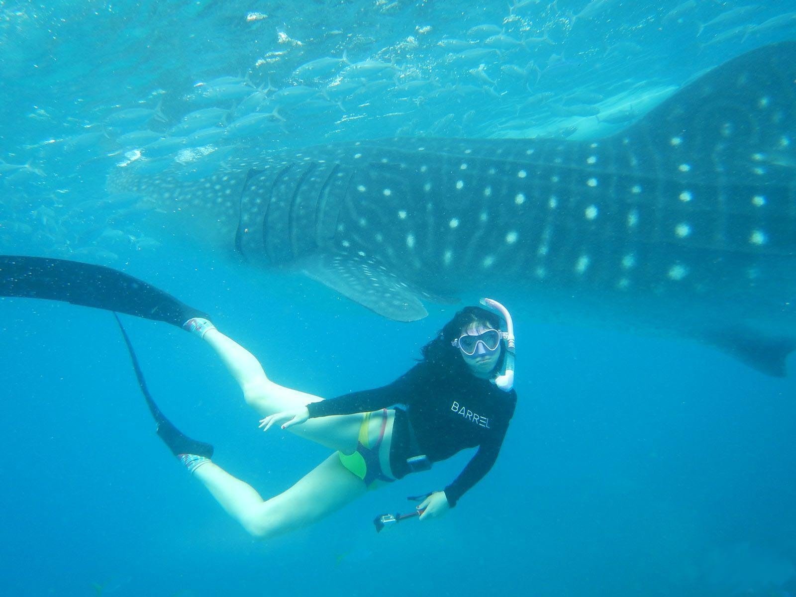 Cebu South Day Trip: Whale Sharks, Tumalog Falls & Moalboal Sardine Run