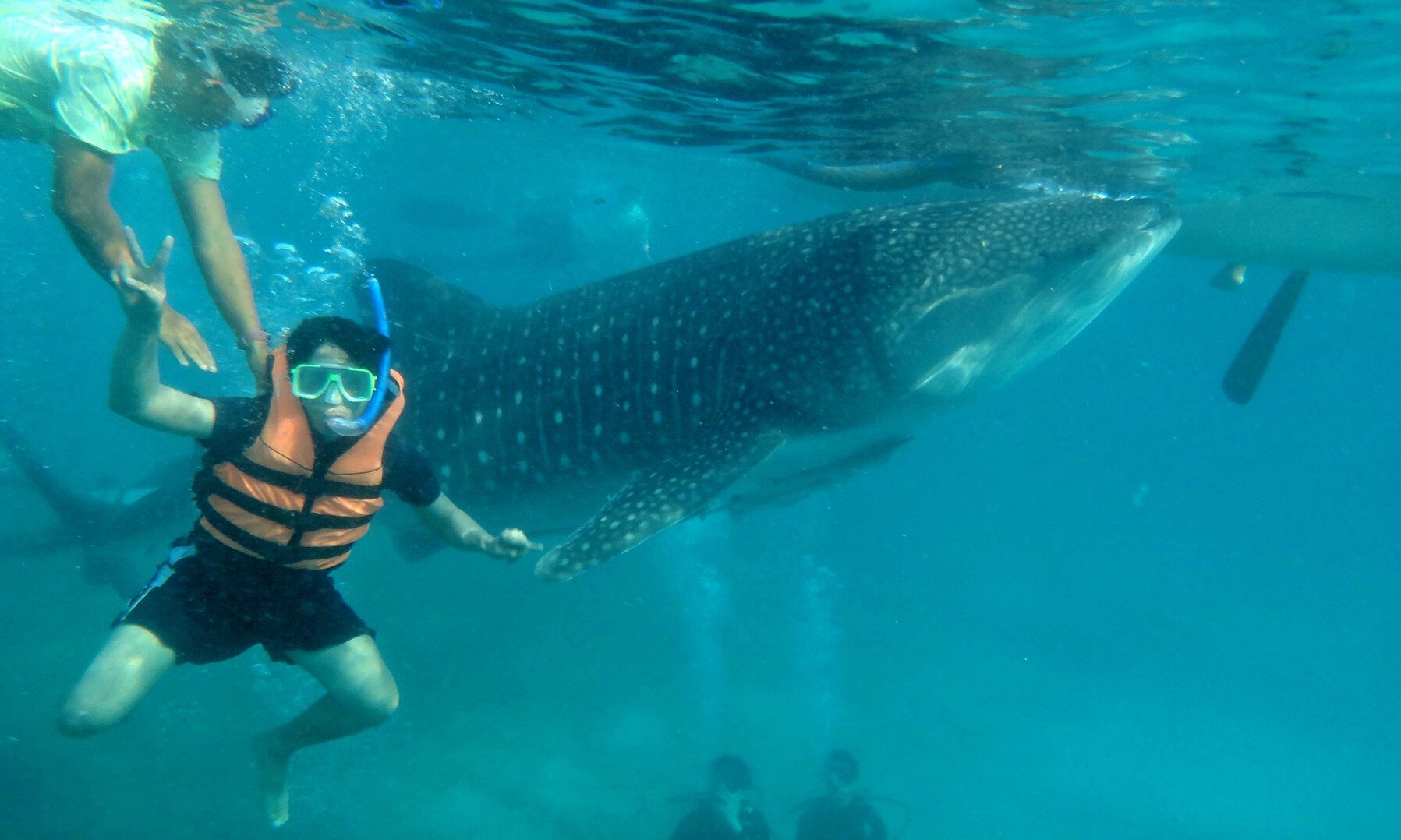 Cebu South Day Trip: Whale Sharks, Tumalog Falls & Moalboal Sardine Run