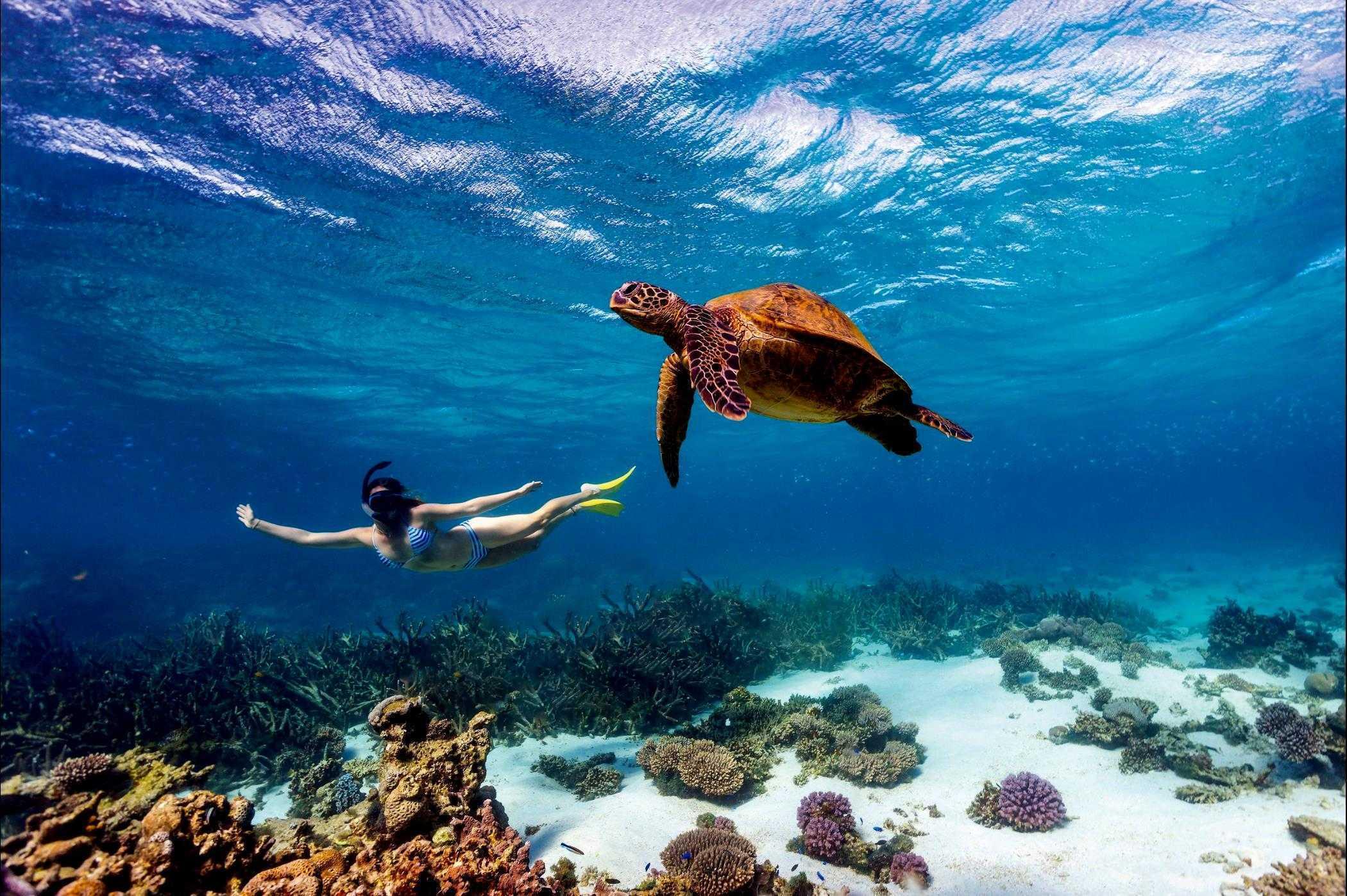 Private Kisite Marine Park Dolphin Cruise & Wasini Island