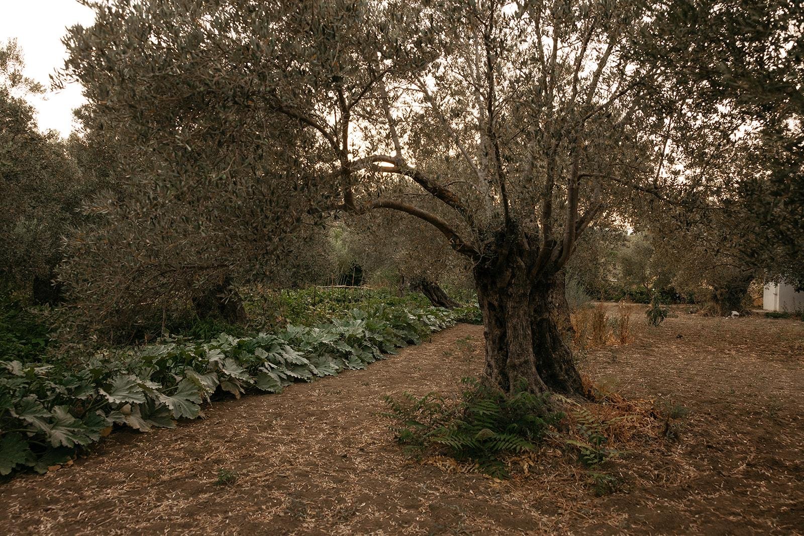 Greek island tour photo — image 7