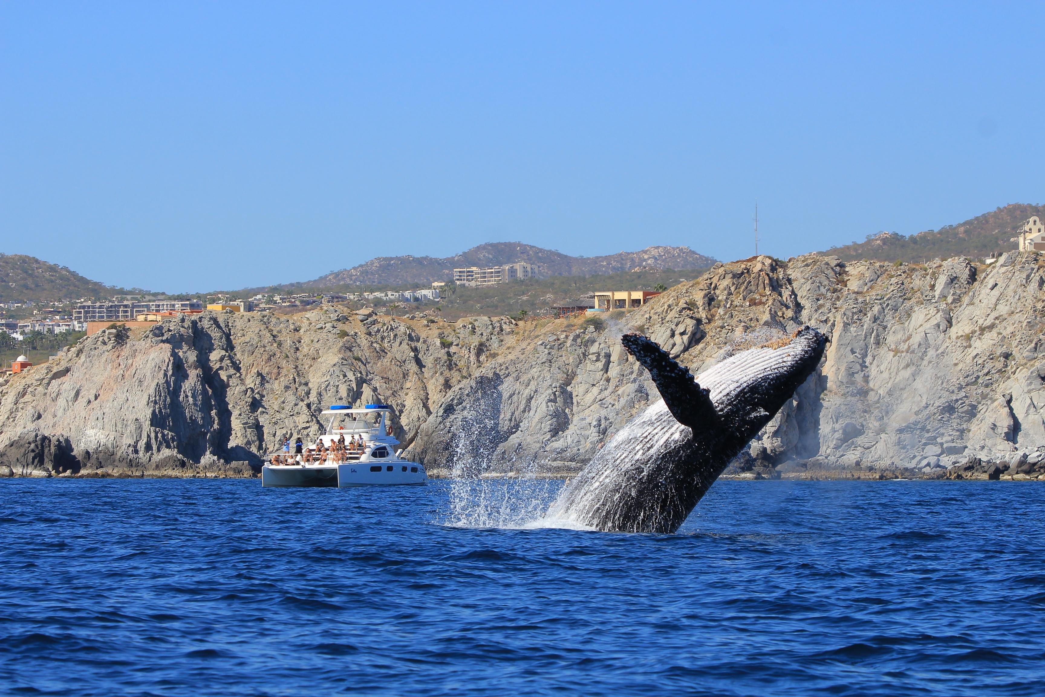 Cabo San Lucas: Luxury Catamaran Whale Watching