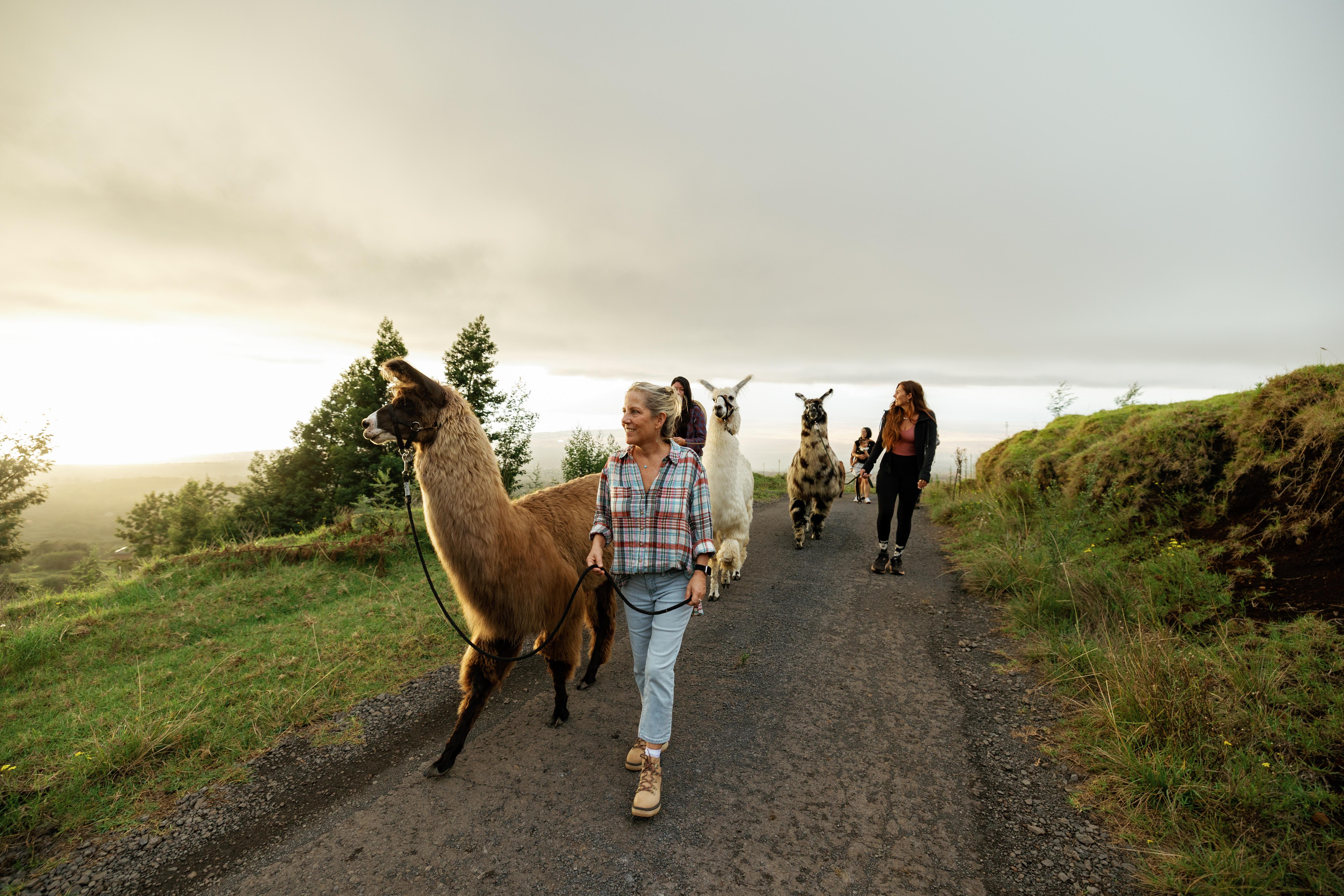 Maui: Sunset Llama Trek on Haleakala