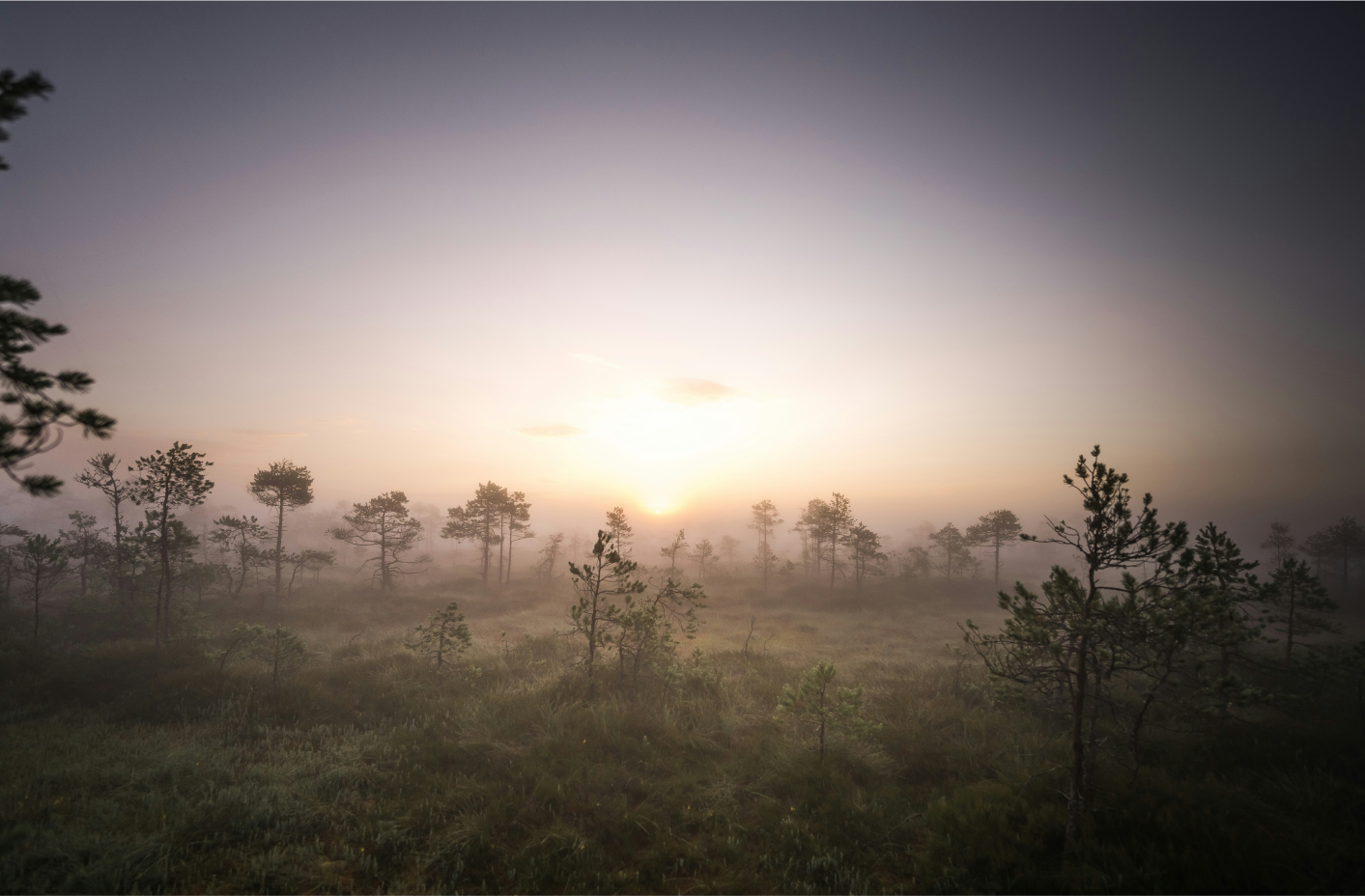 From Tallinn: Lahemaa National Park Sunrise Bog Hike