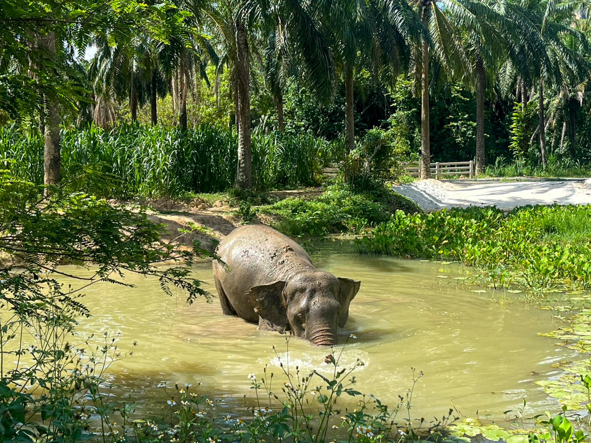 Krabi Ethical Elephant Sanctuary: Observe, Feed & Walk (No Touching)