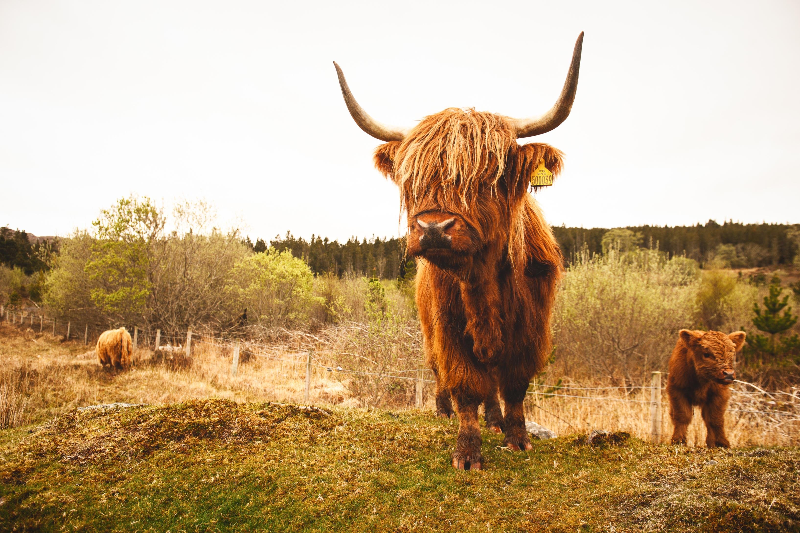 From Edinburgh: Loch Ness and The Highlands Tour with Cruise