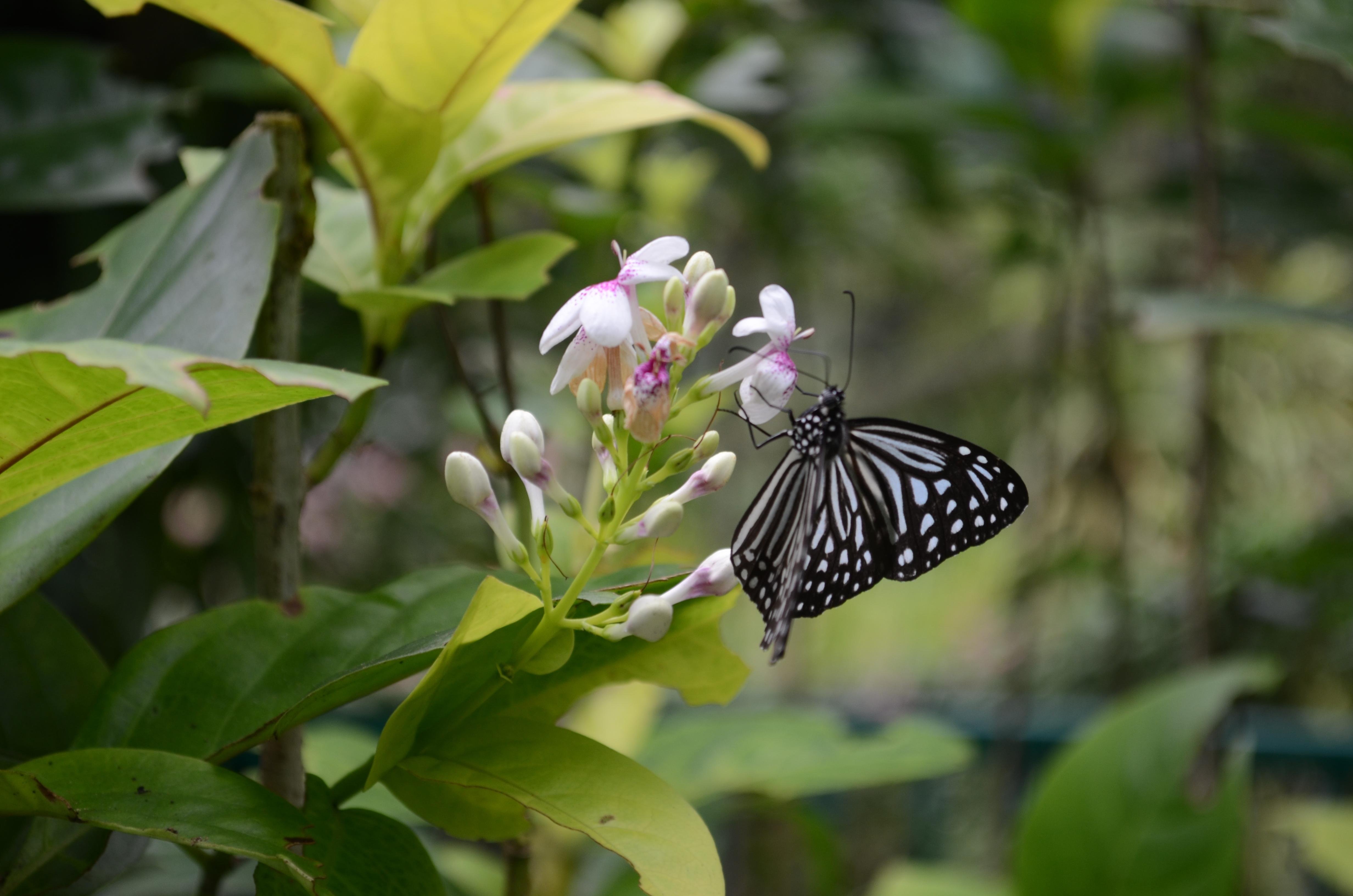 Kuala Lumpur Nature & Wildlife Half-Day Tour