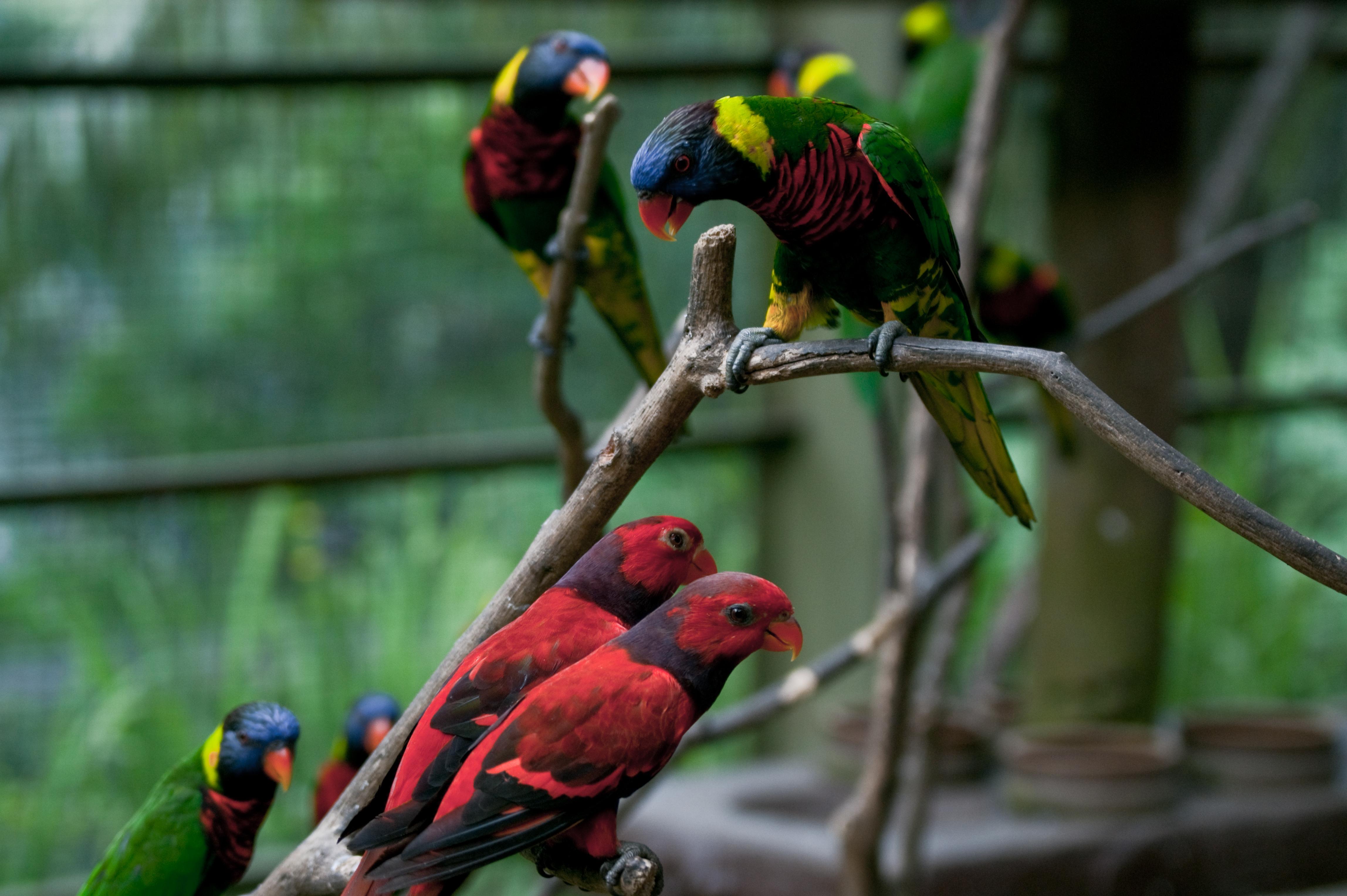 Kuala Lumpur Nature & Wildlife Half-Day Tour