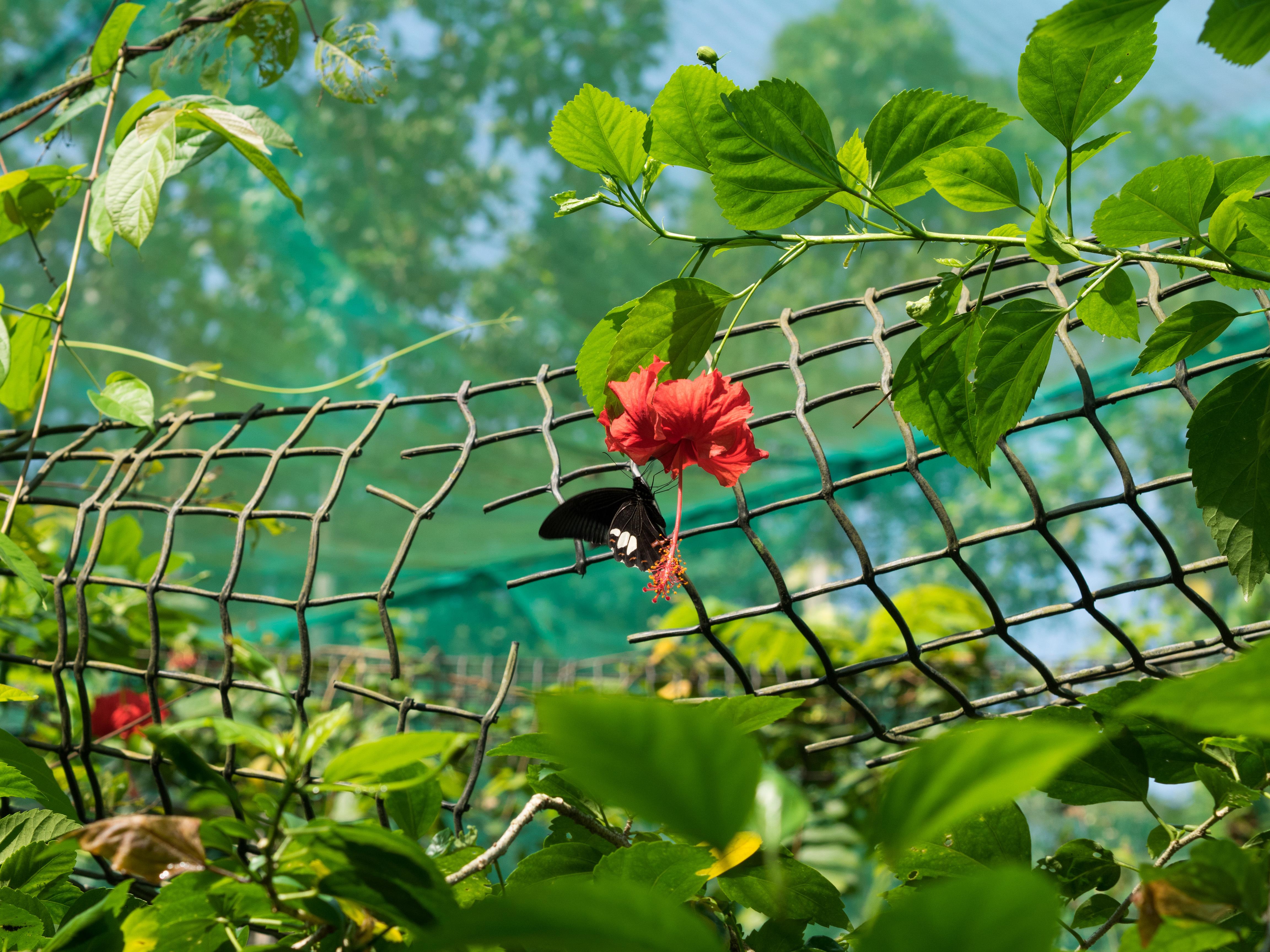 Kuala Lumpur Nature & Wildlife Half-Day Tour