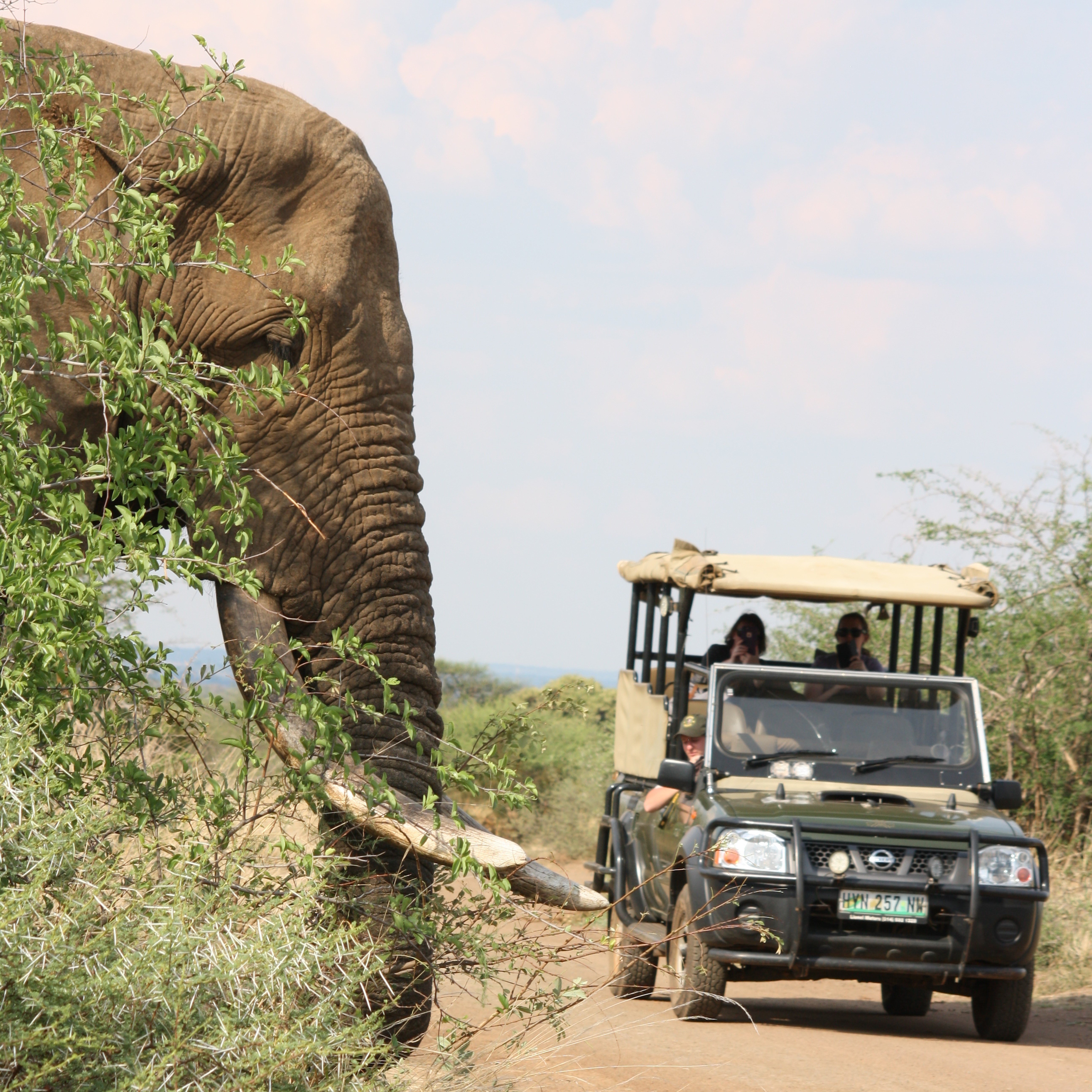 Full-Day Kruger National Park Safari Adventure