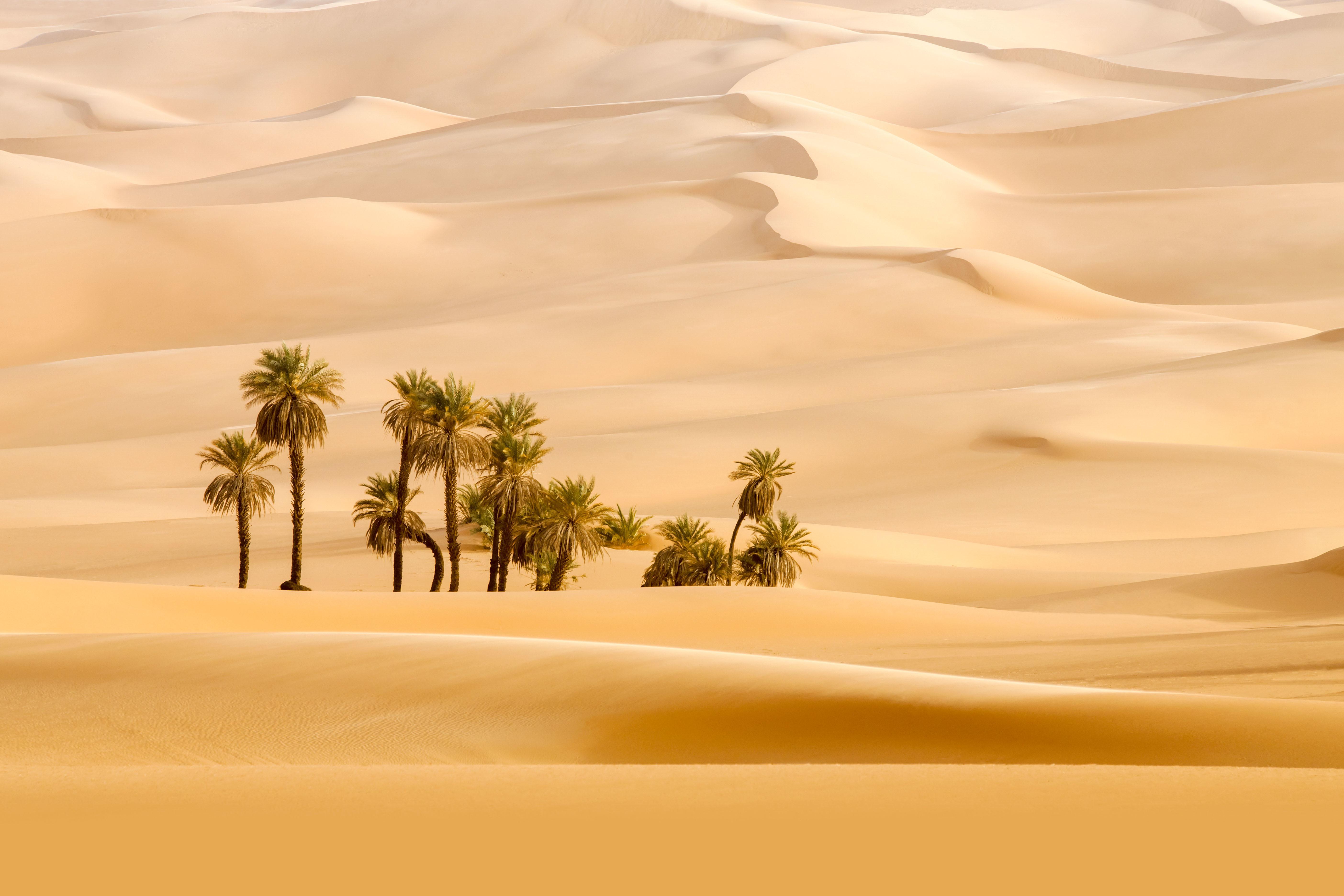 Abu Dhabi Morning Desert Safari: Dune Bashing, Sandboarding & Camel Ride
