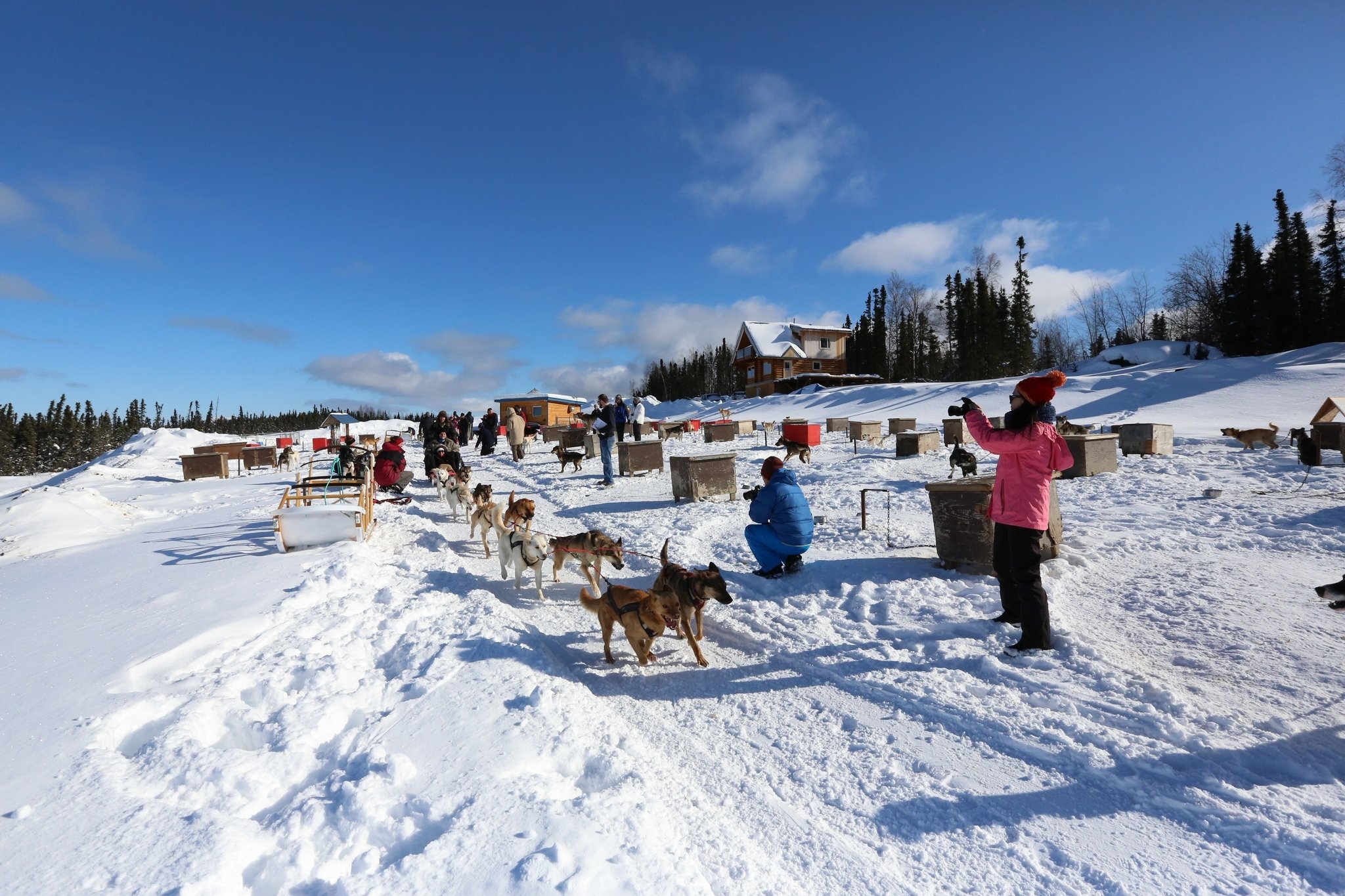 dog sledding in Fairbanks — photo 1