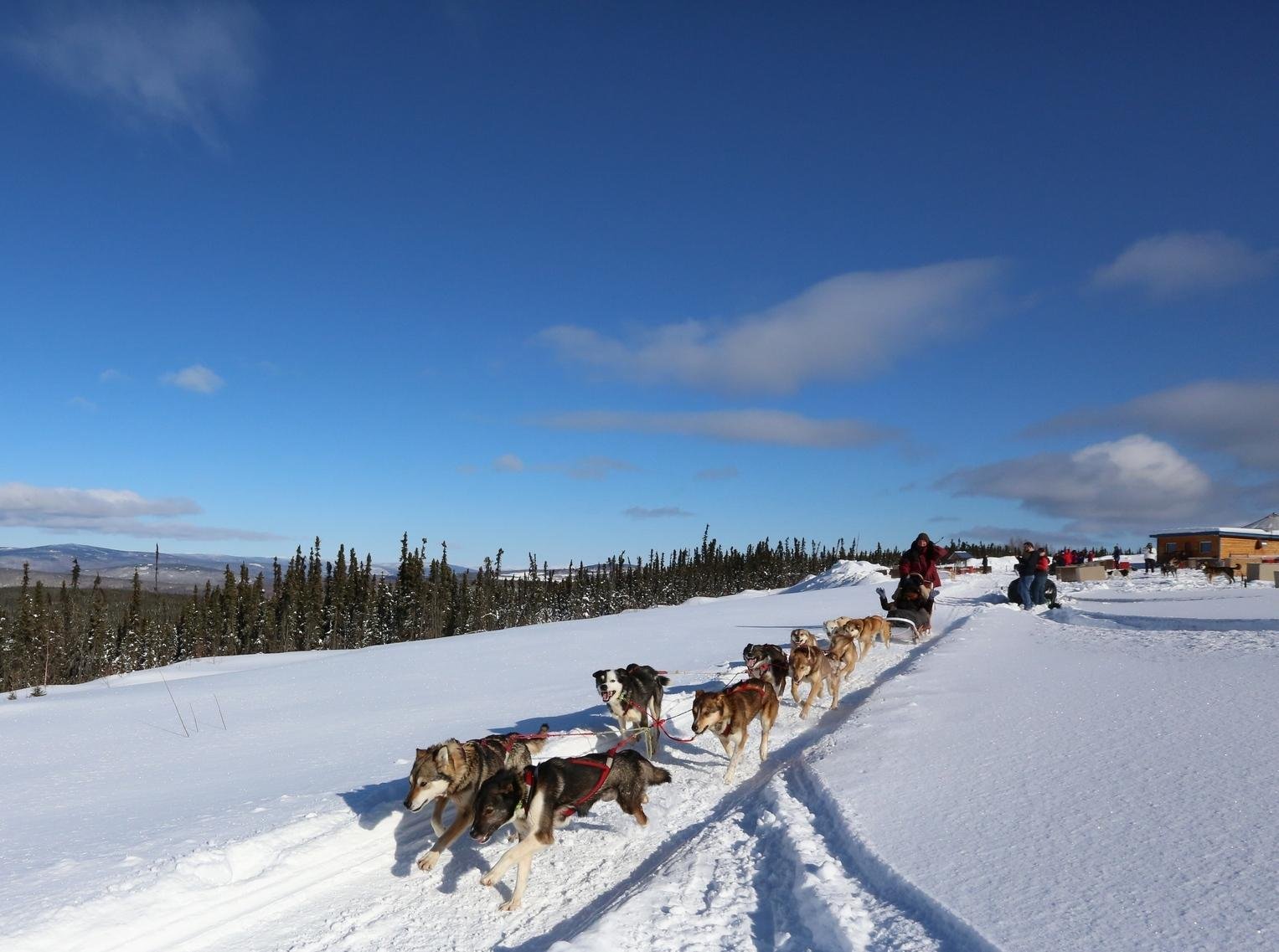dog sledding in Fairbanks — photo 2