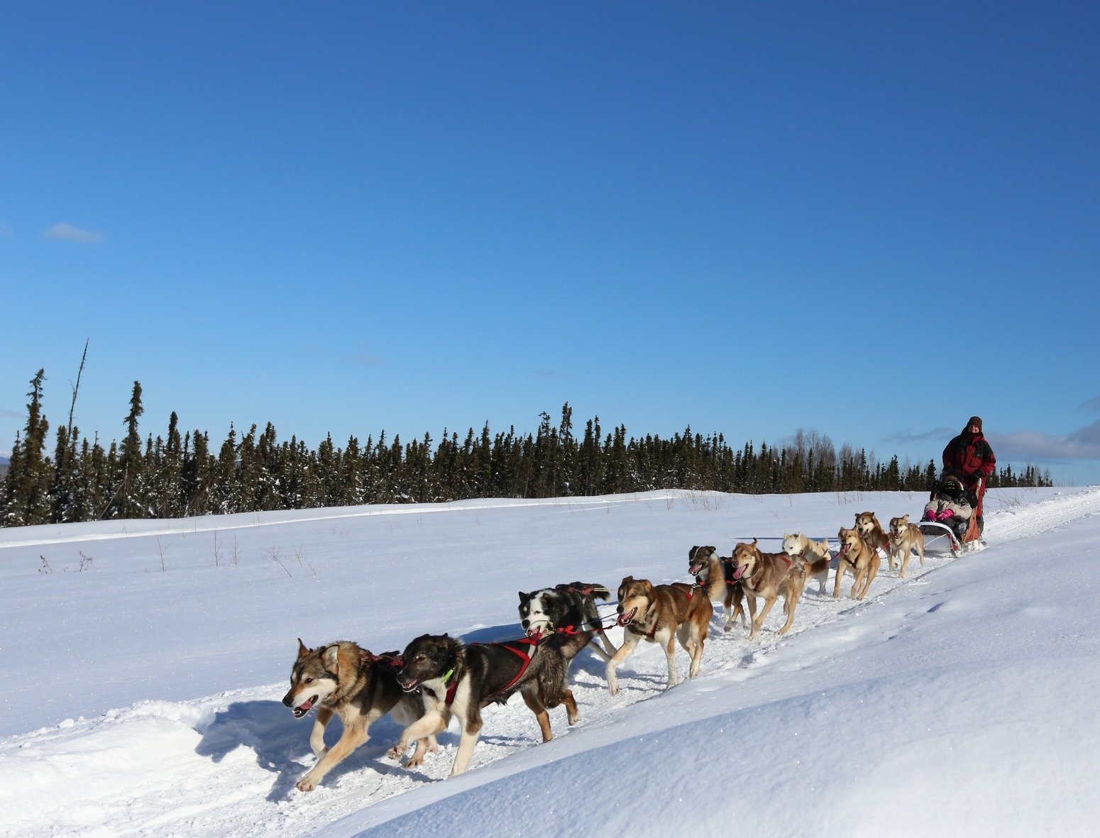 dog sledding in Fairbanks — photo 8