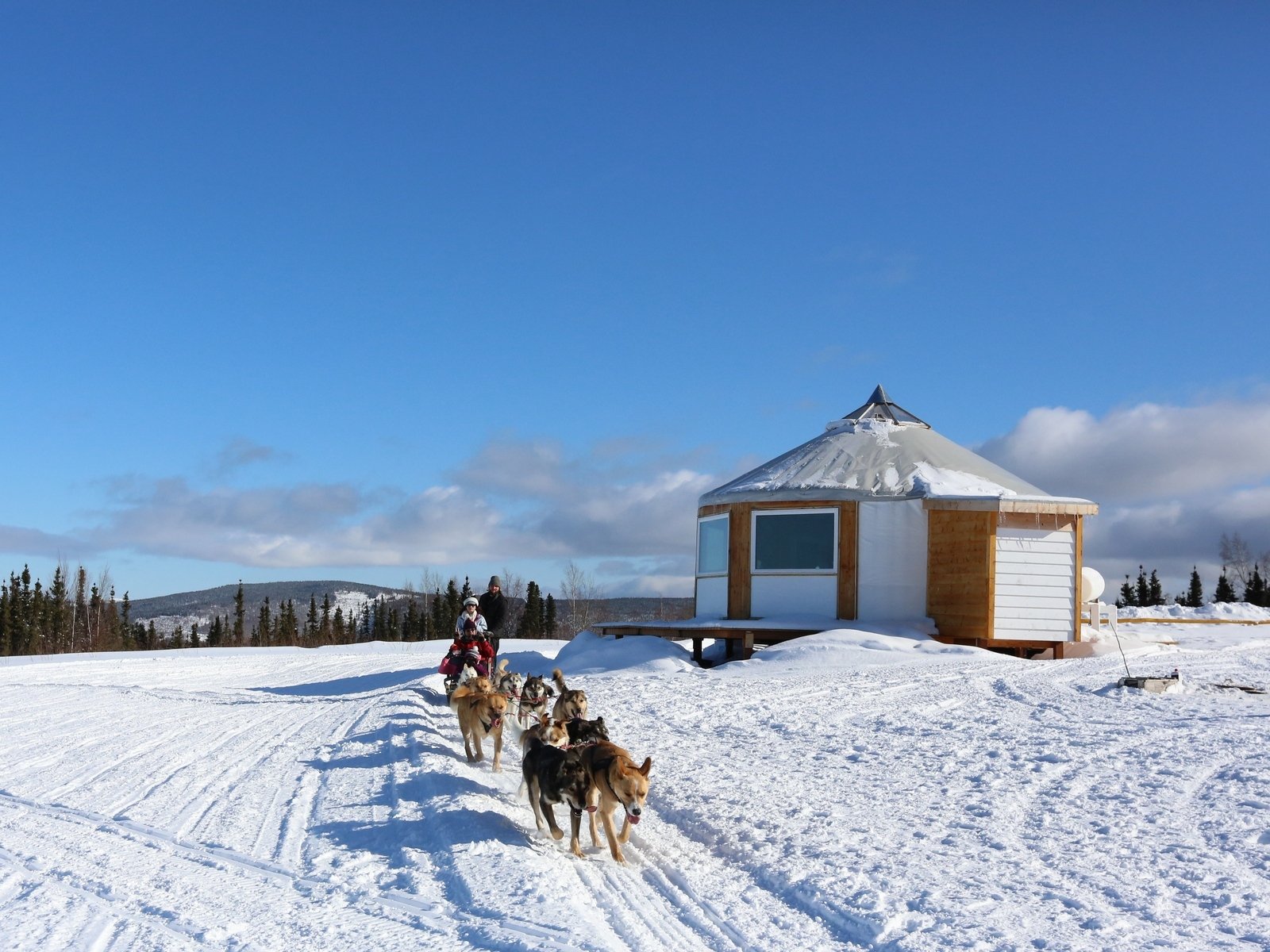 dog sledding in Fairbanks — photo 7