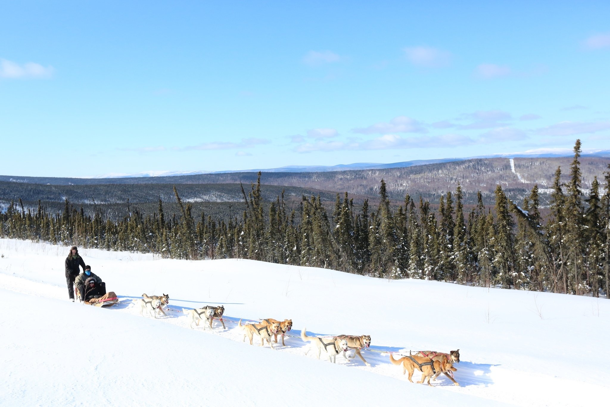 dog sledding in Fairbanks — photo 5
