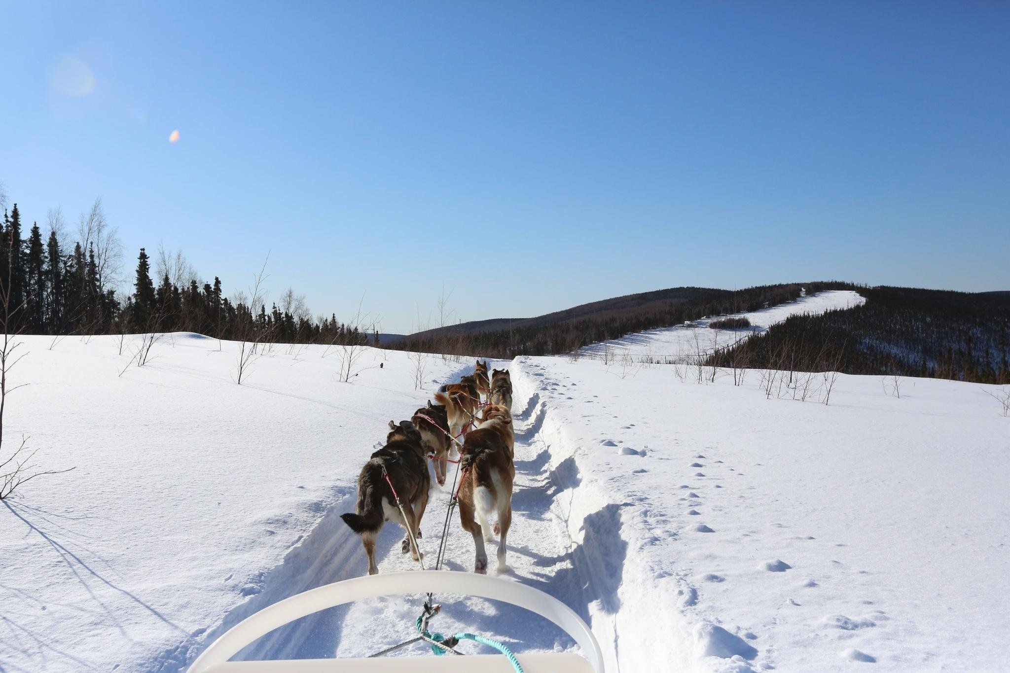 dog sledding in Fairbanks — photo 3