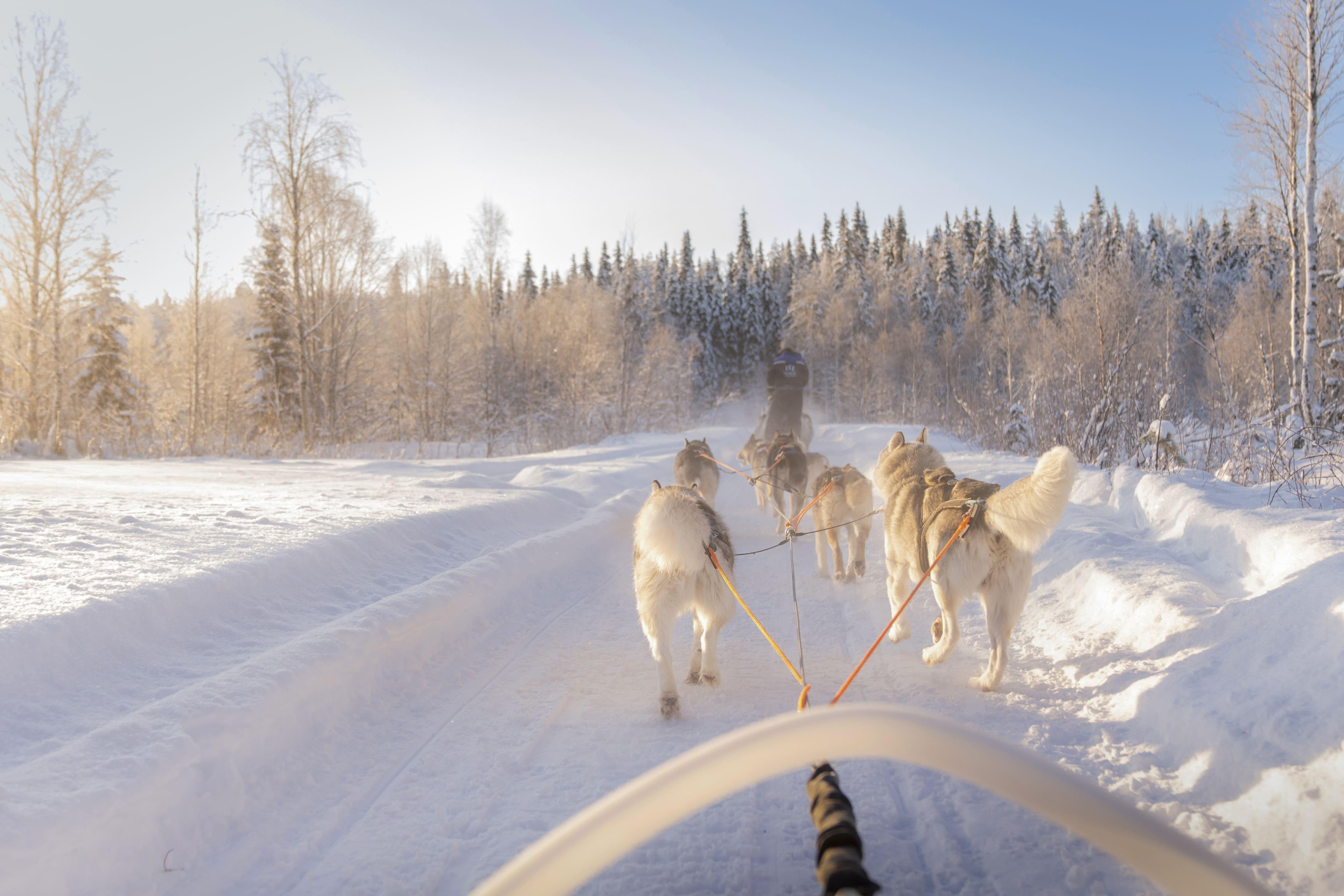Rovaniemi Husky Safari: 10 km Lappish Trail Adventure