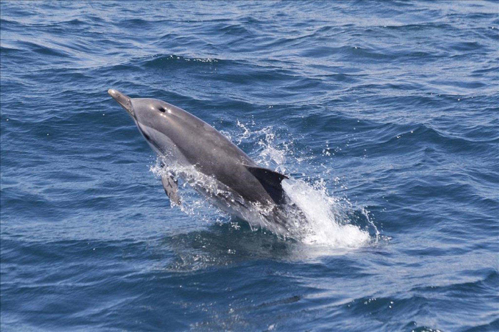 Gibraltar Dolphin Cruise & Day Trip from Seville