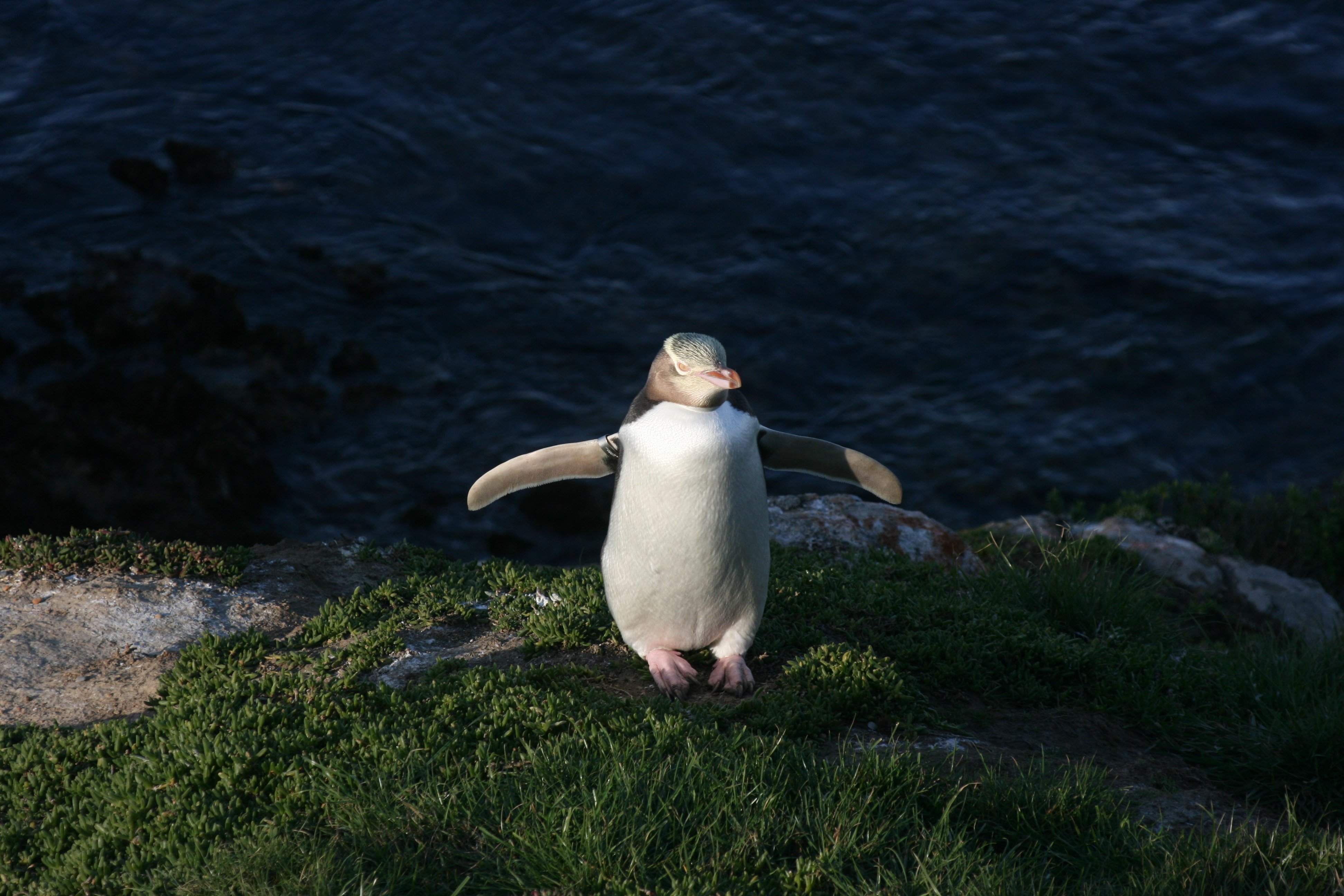 Dunedin City & Otago Peninsula Penguin Reserve Experience