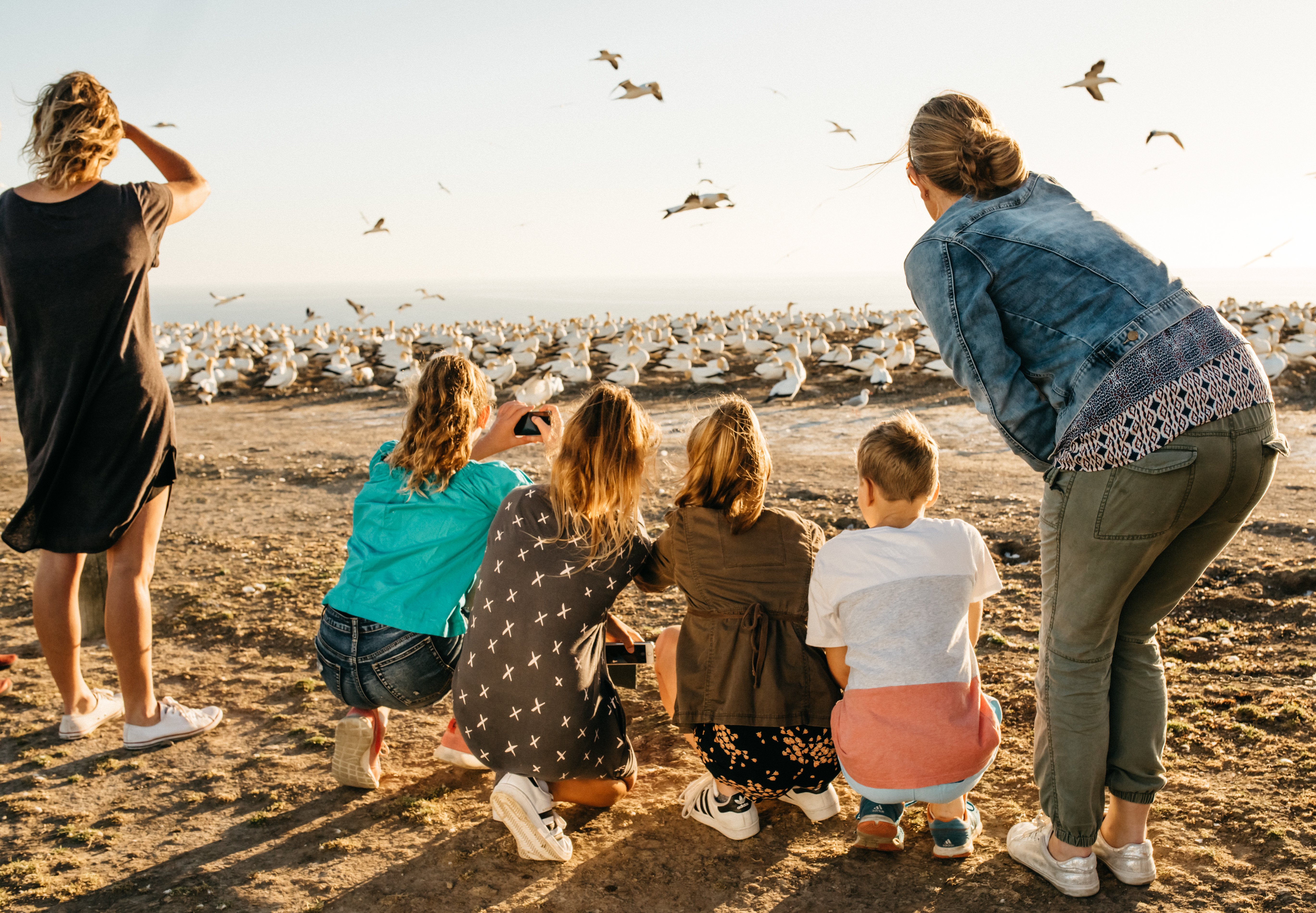 Cape Kidnappers Gannet Colony & Nature Safari