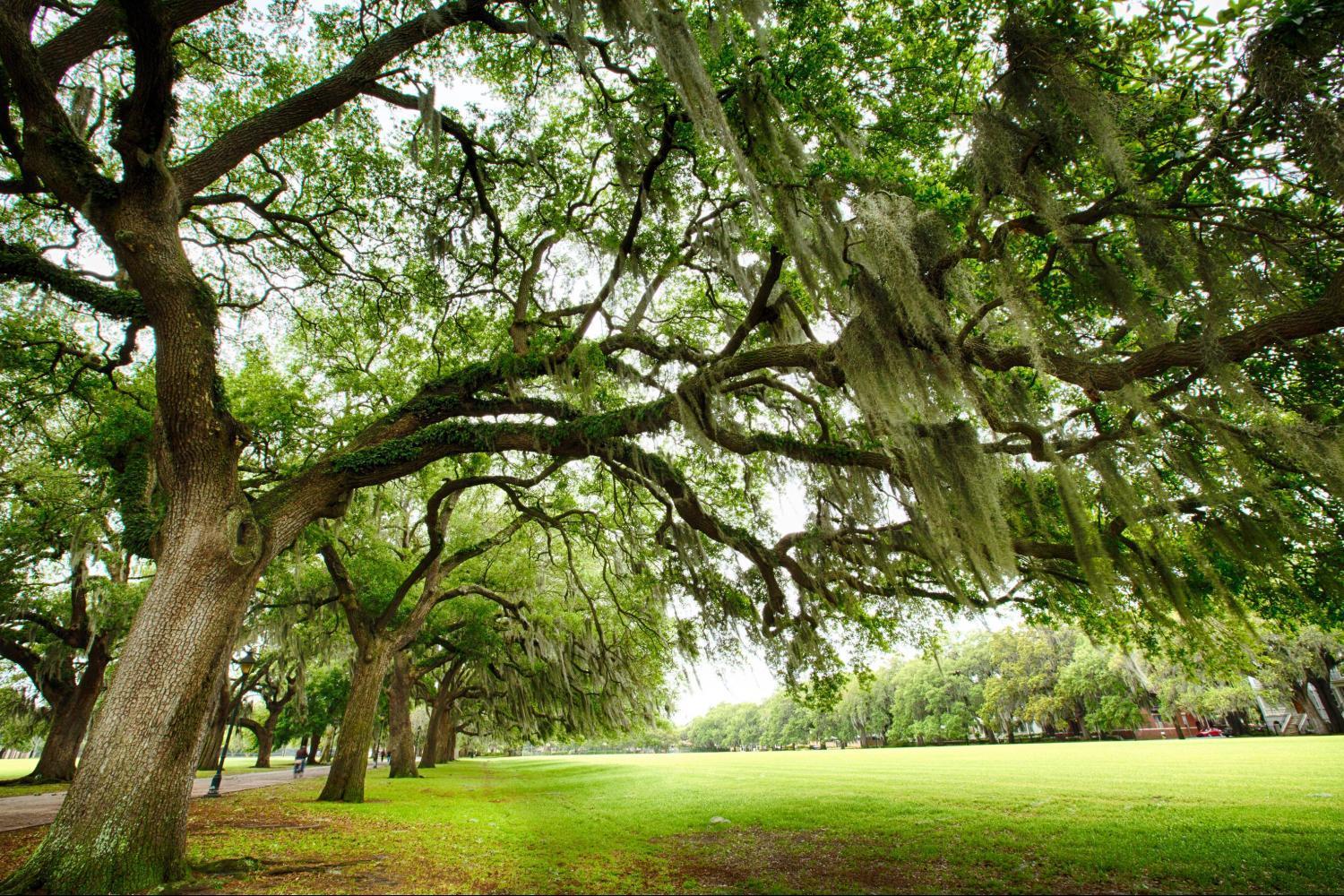 Savannah: Riverboat Cruise & City Tour Combo