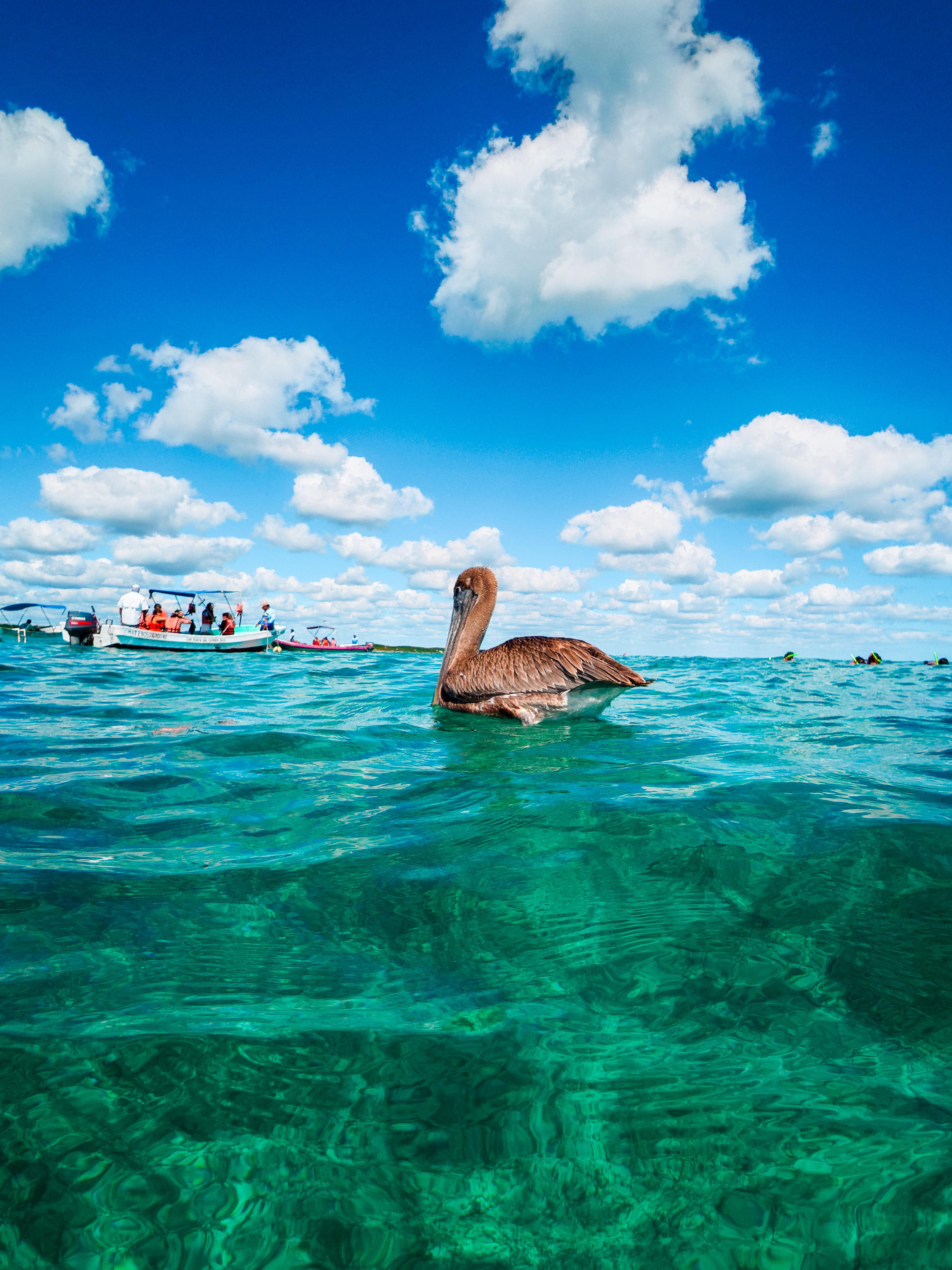 Tulum Ocean Snorkel: Sea Turtles, Coral Reef & Ruins View