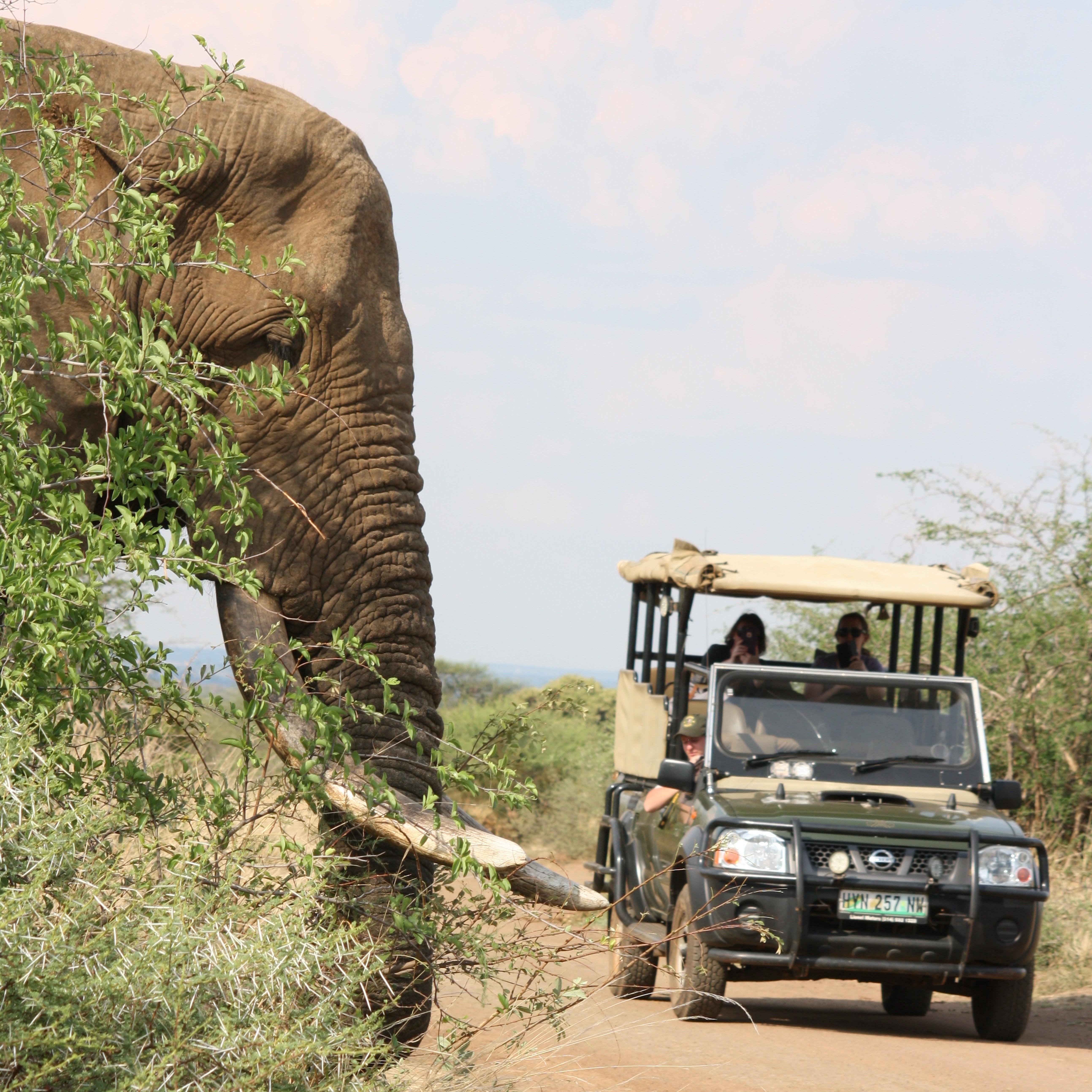 Kruger National Park Half-Day Safari Adventure