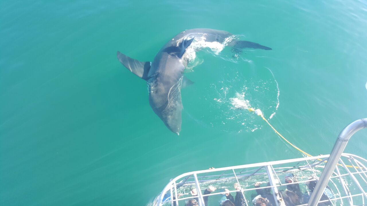Shark Cage Dive from Hermanus with Lunch & Expert Guide