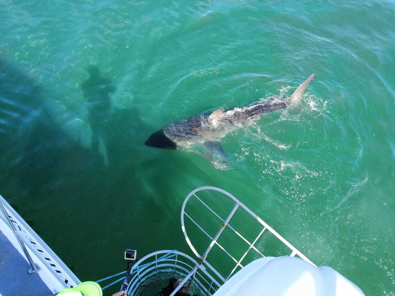 Shark Cage Dive from Hermanus with Lunch & Expert Guide