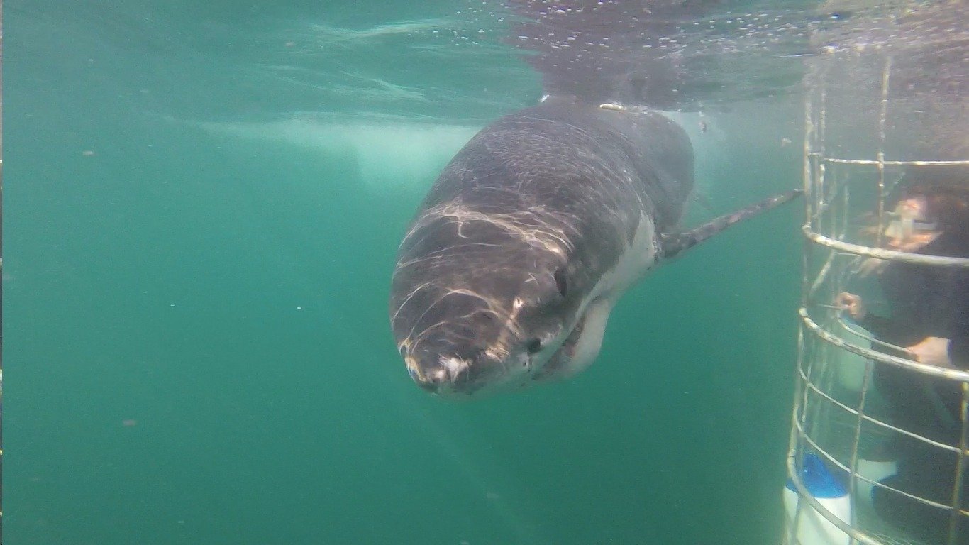 Shark Cage Dive from Hermanus with Lunch & Expert Guide
