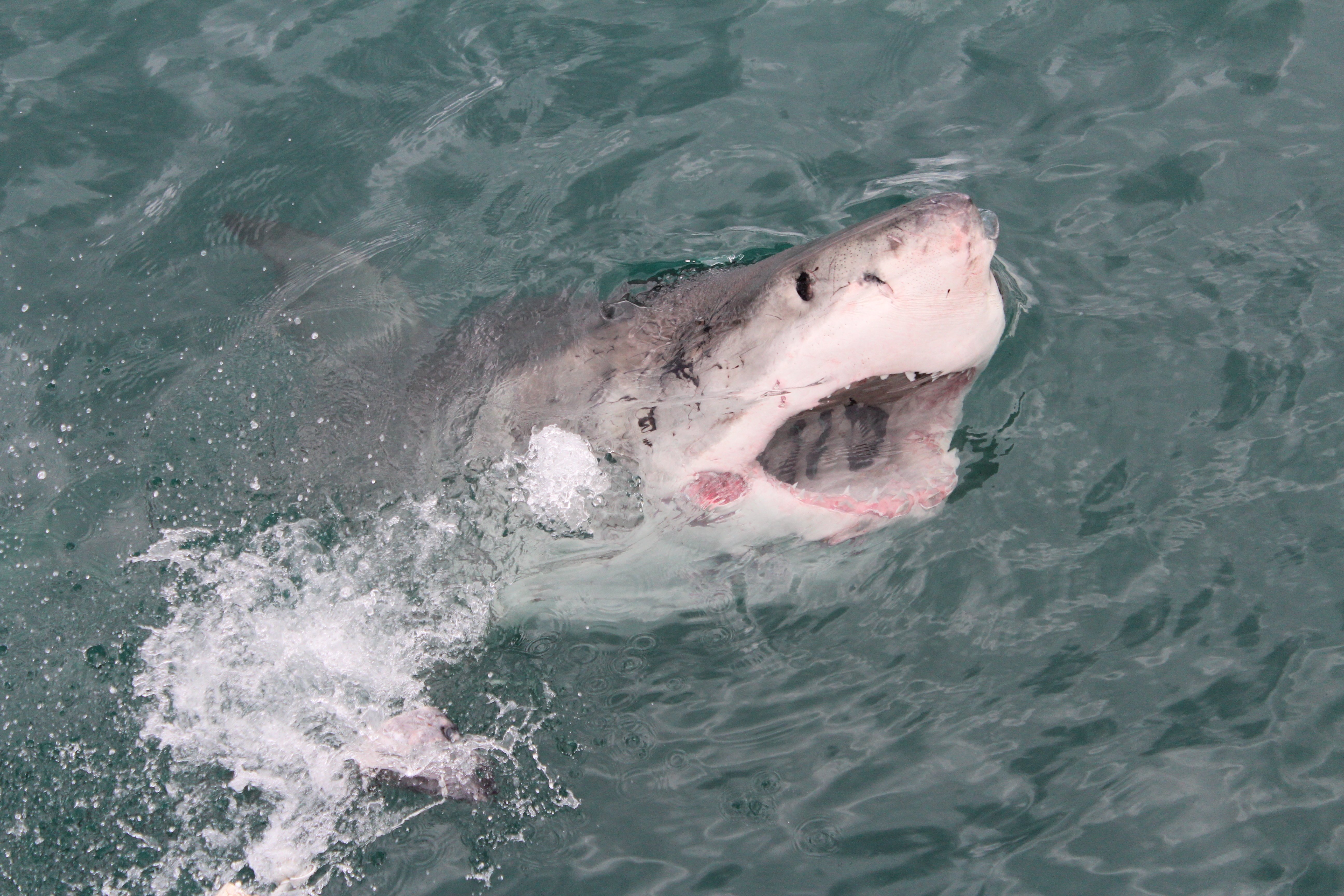Shark Cage Dive from Hermanus with Lunch & Expert Guide