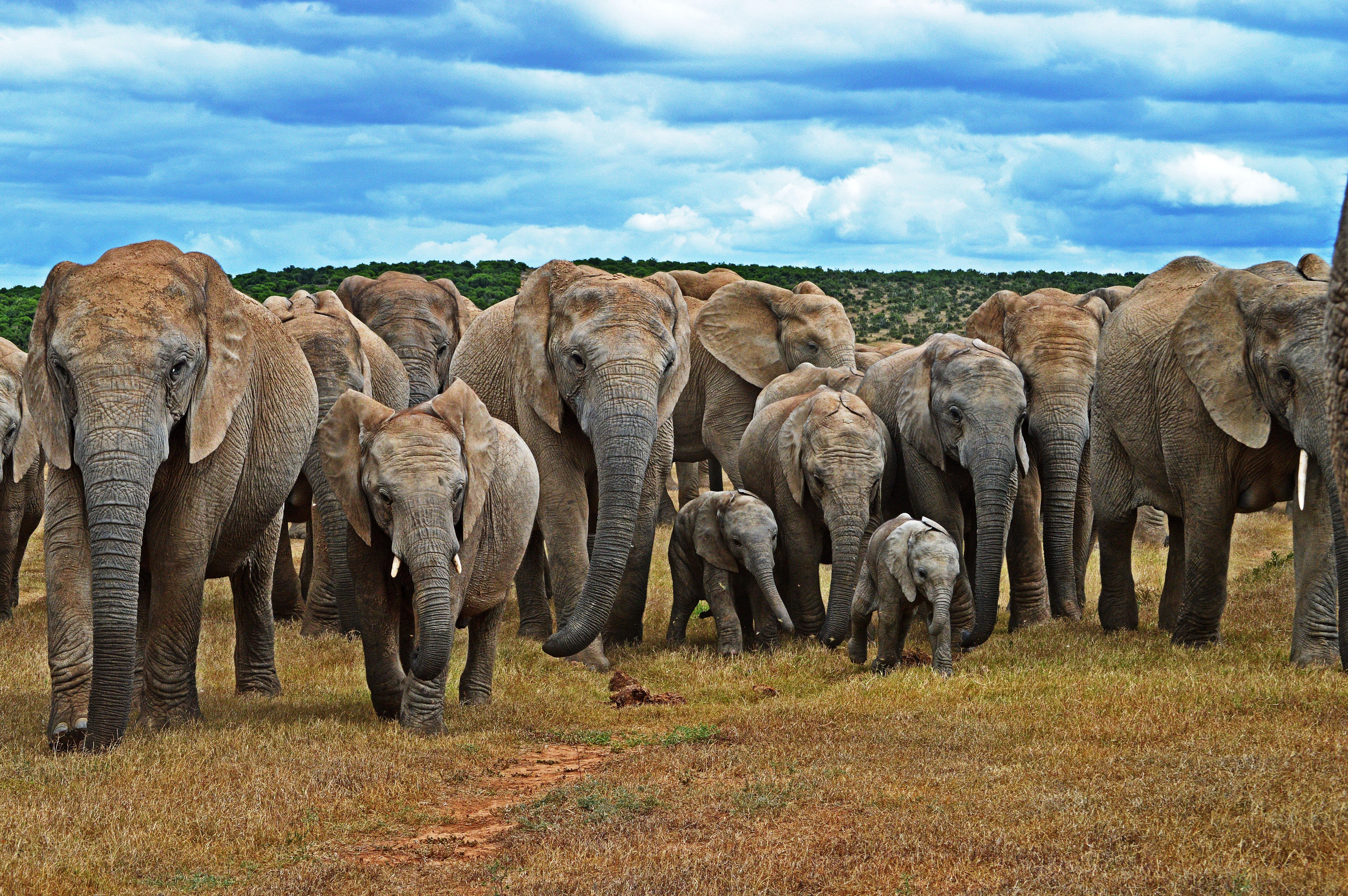 Cape Town to Garden Route & Addo Elephant Safari – 6 Days