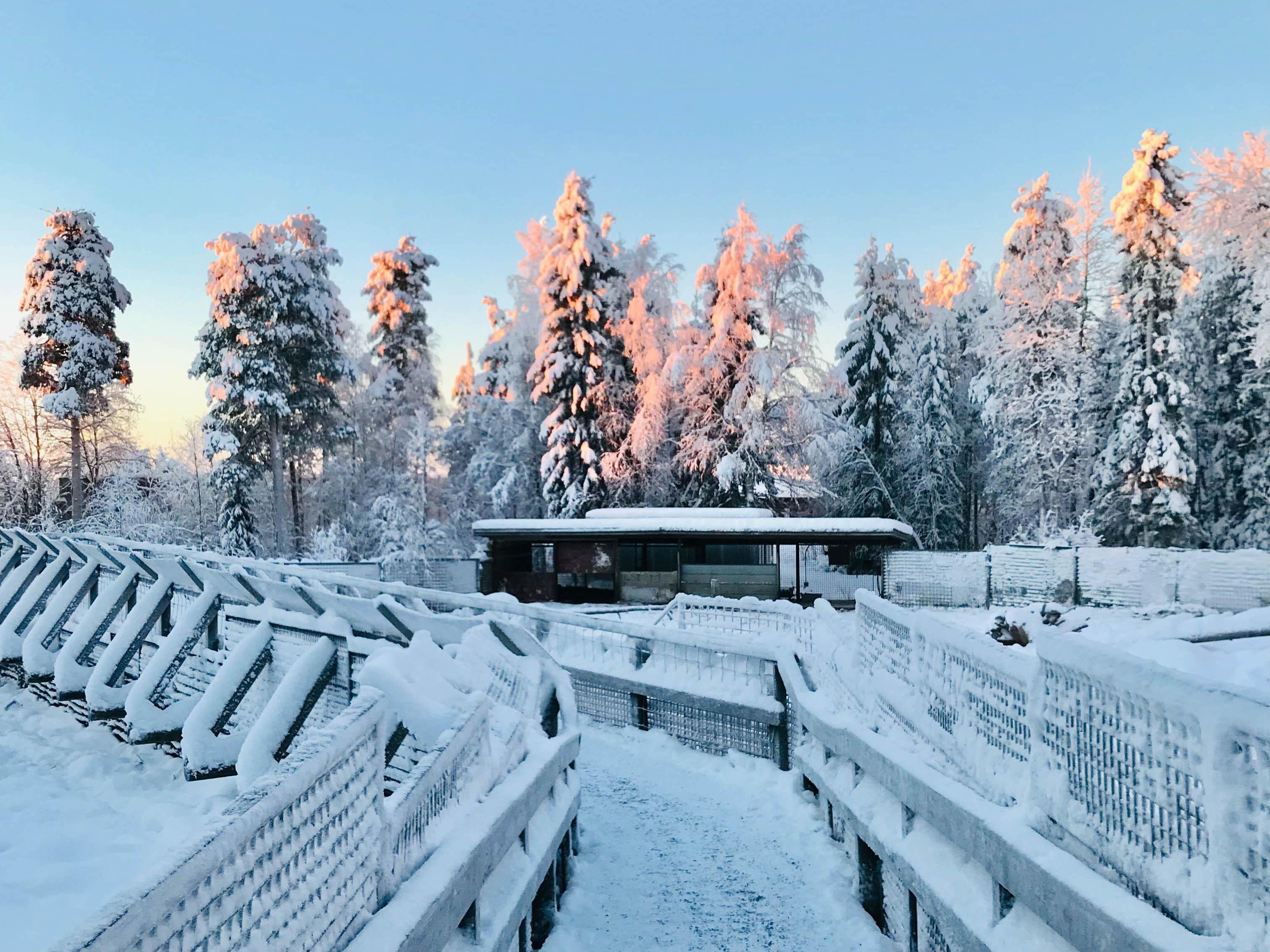 Rovaniemi to Ranua Zoo: Guided Arctic Wildlife Day Trip