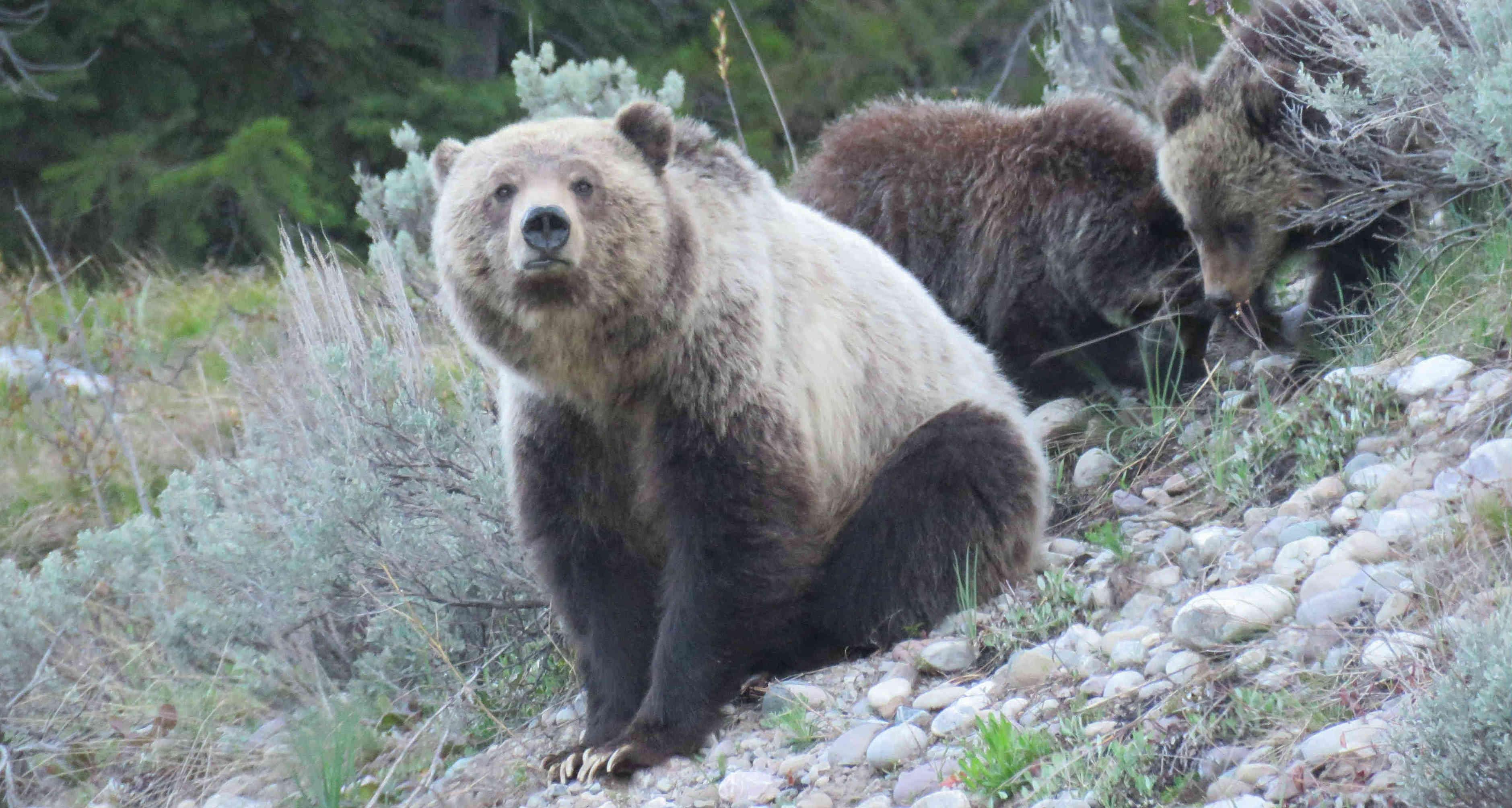 Grand Teton Full-Day Adventure with Boat Cruise