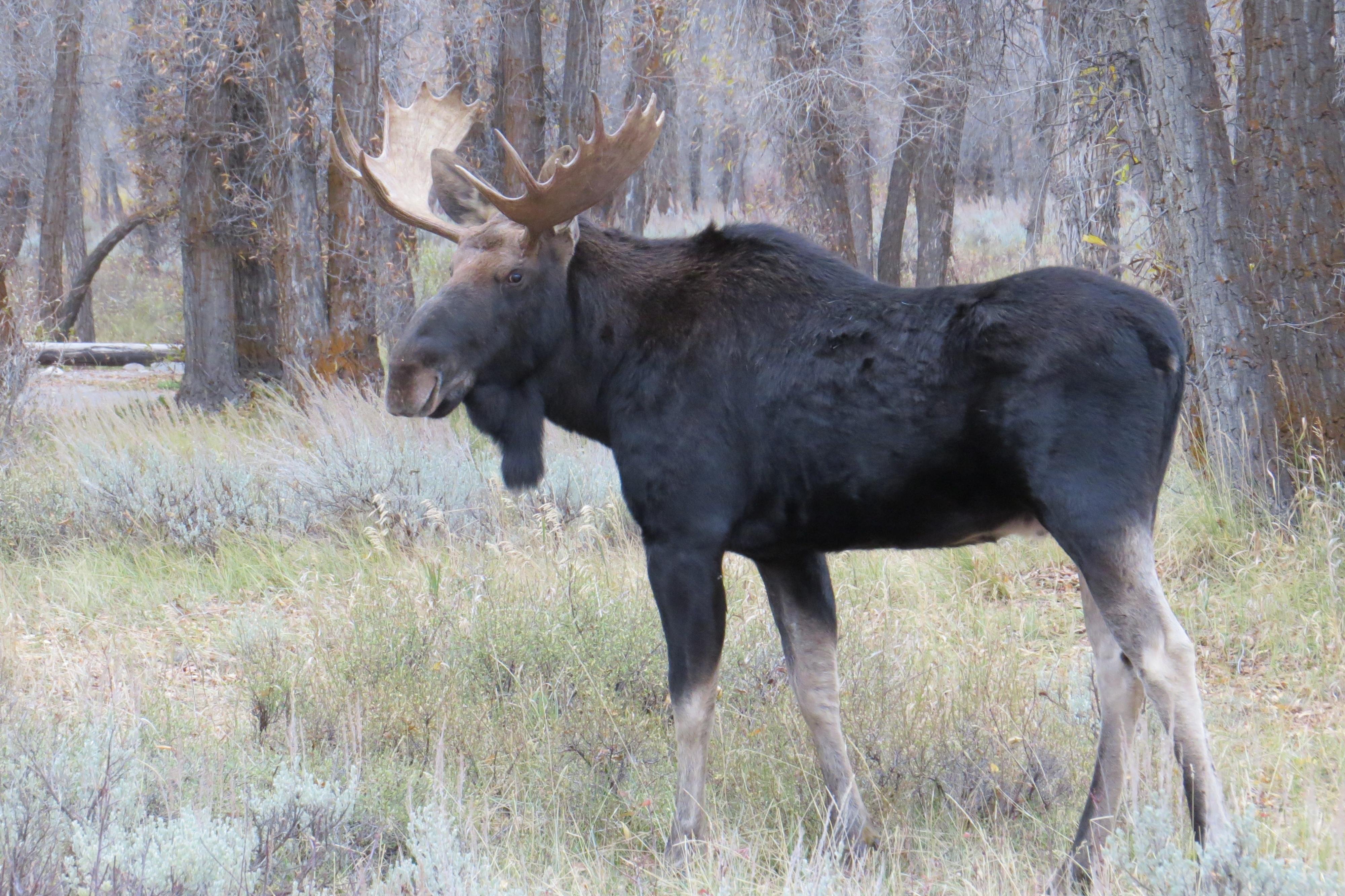 Grand Teton Full-Day Adventure with Boat Cruise