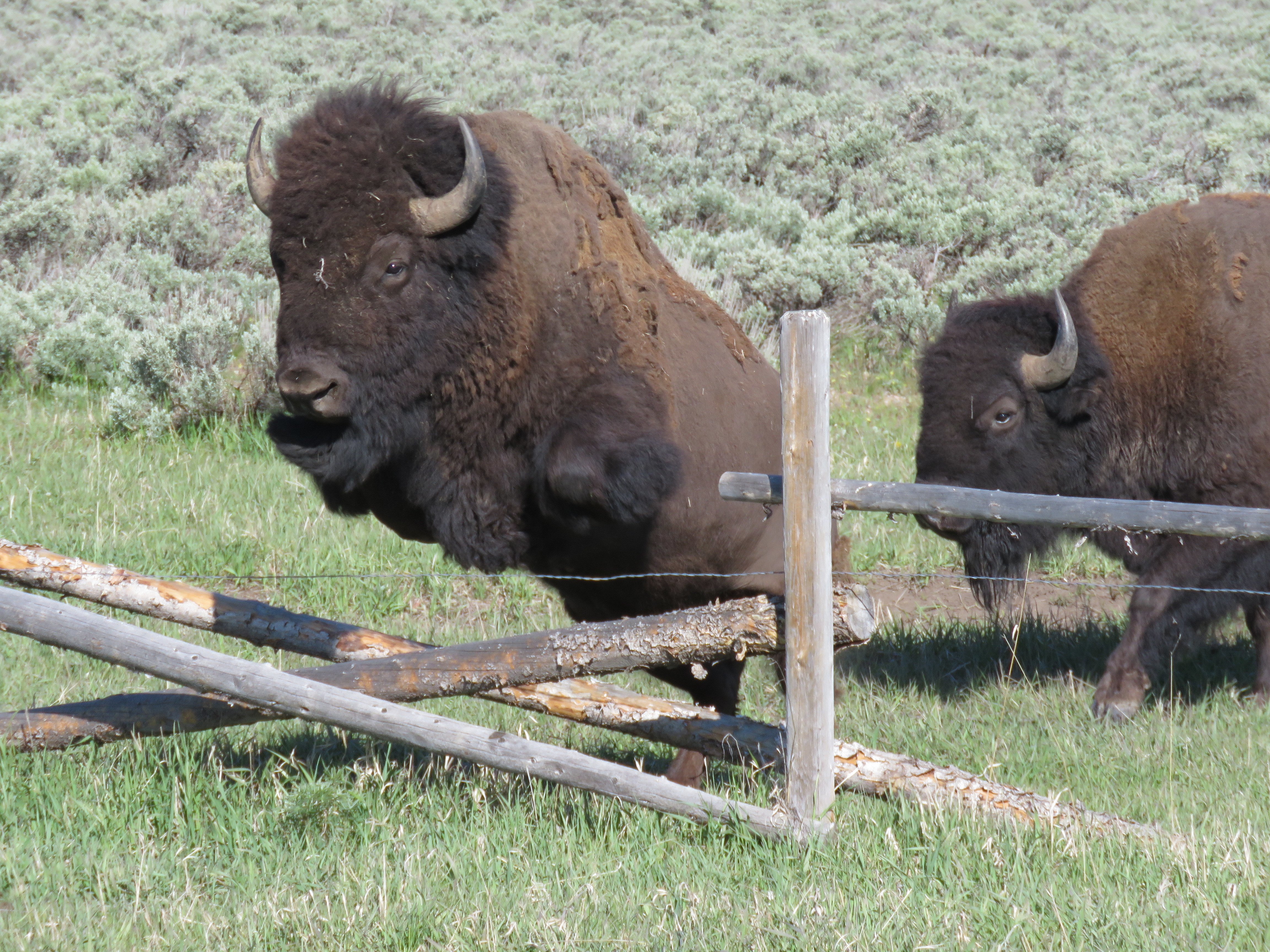 Grand Teton Full-Day Adventure with Boat Cruise
