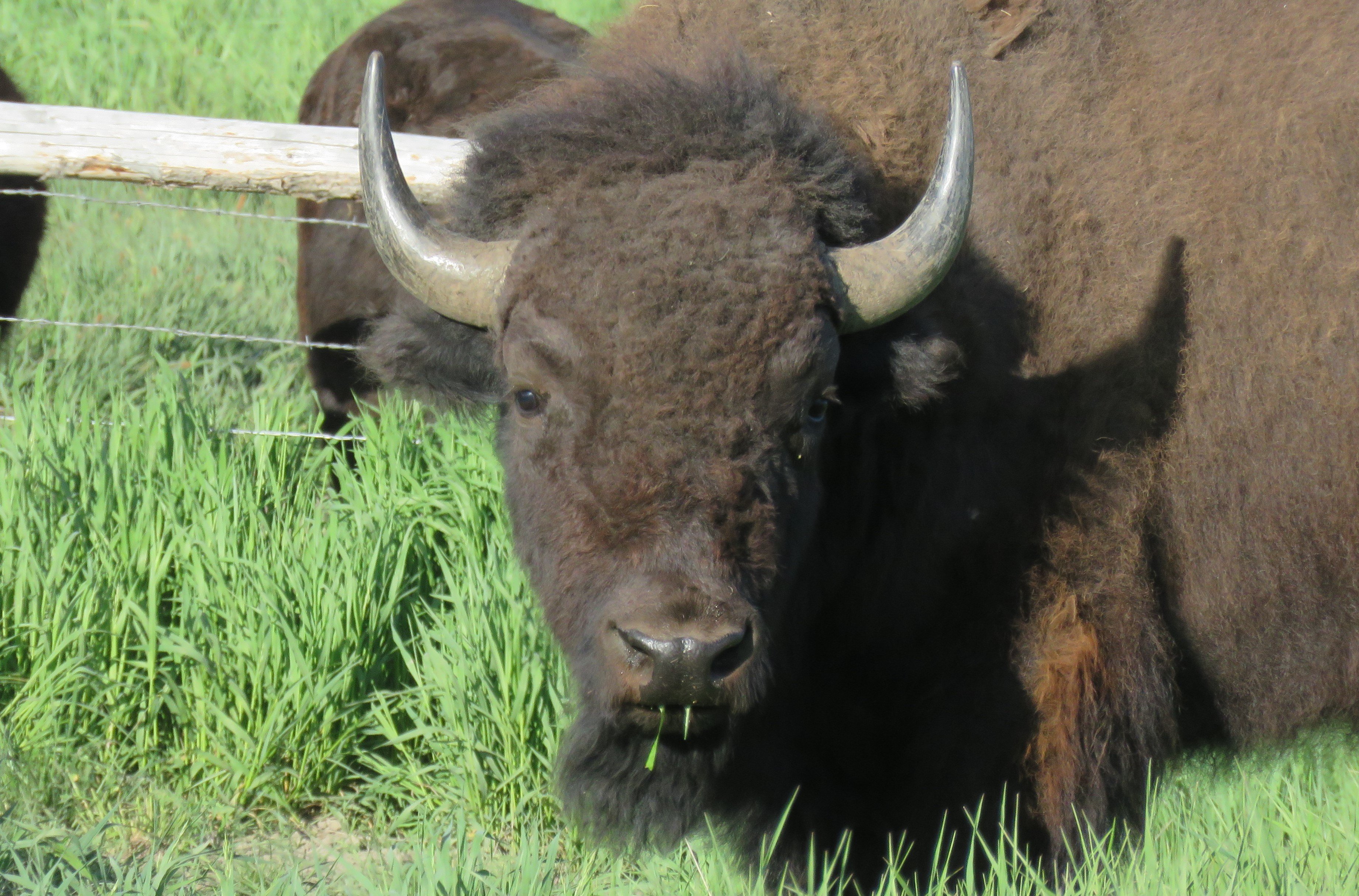 Grand Teton Full-Day Adventure with Boat Cruise
